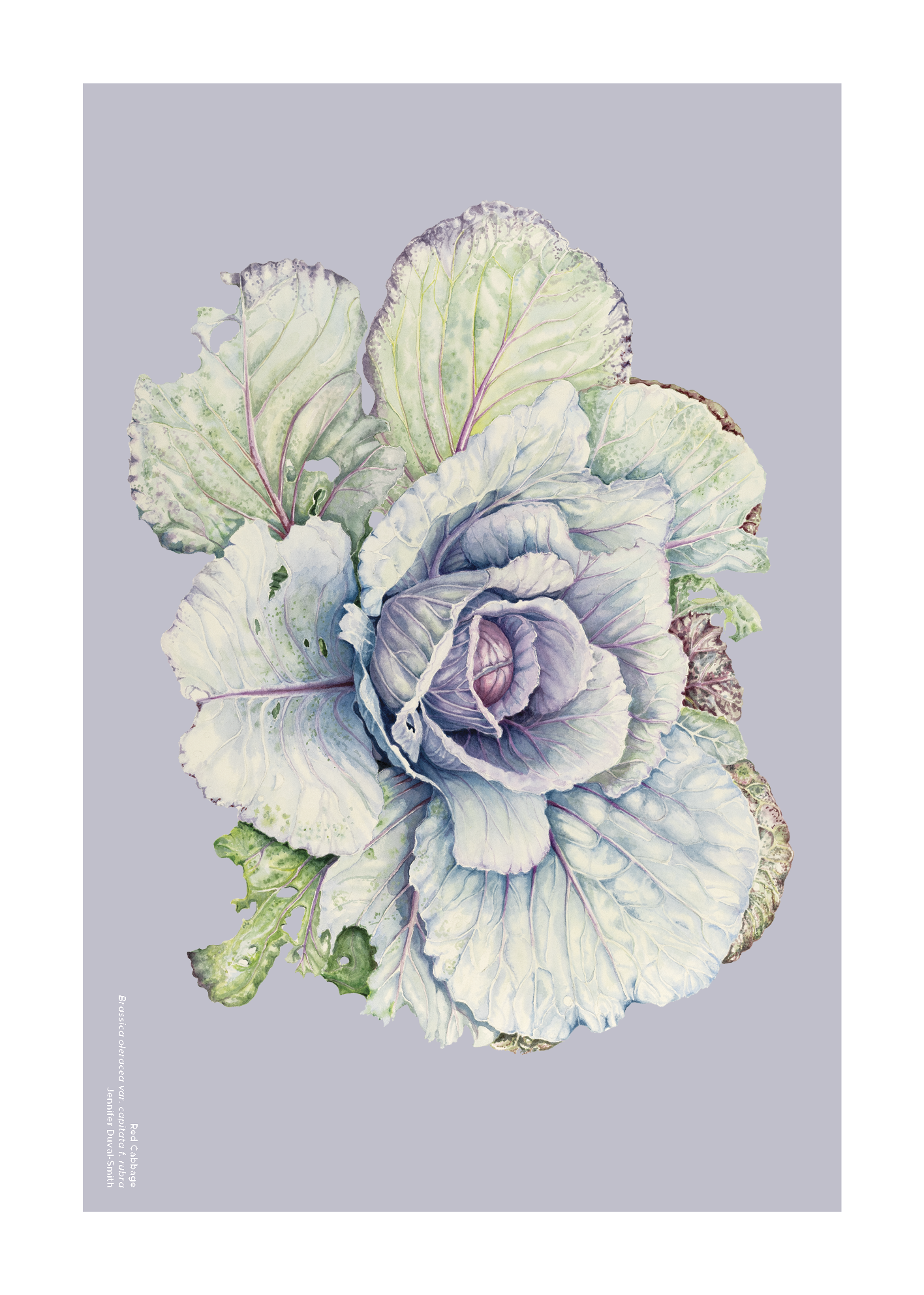 PRE-ORDER Linen Tea Towel - Red Cabbage (second edition)