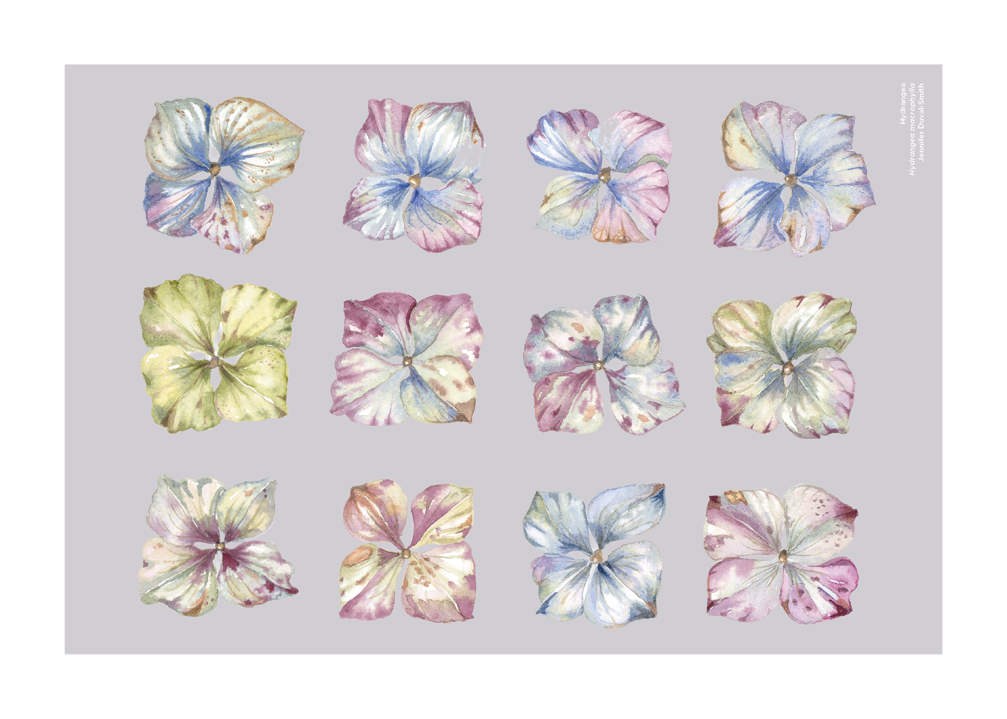 Hydrangea.png