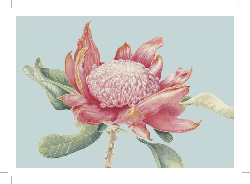 Waratah greeting card