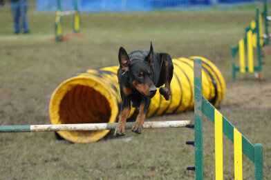 Agility (7).jpg