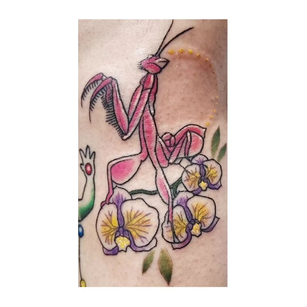 Orchid Mantis 💕