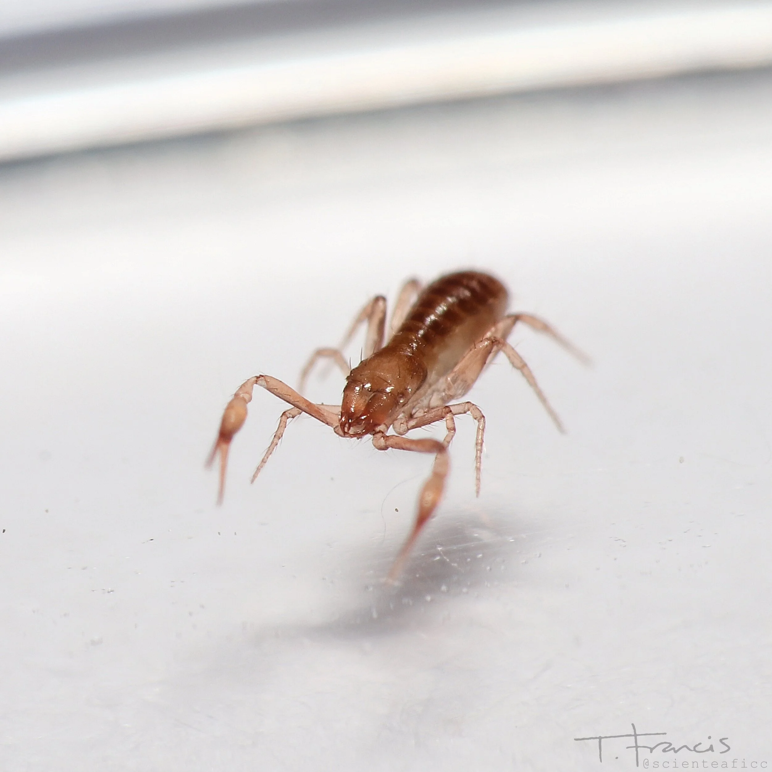  Macro photo os pseudoscorpion 