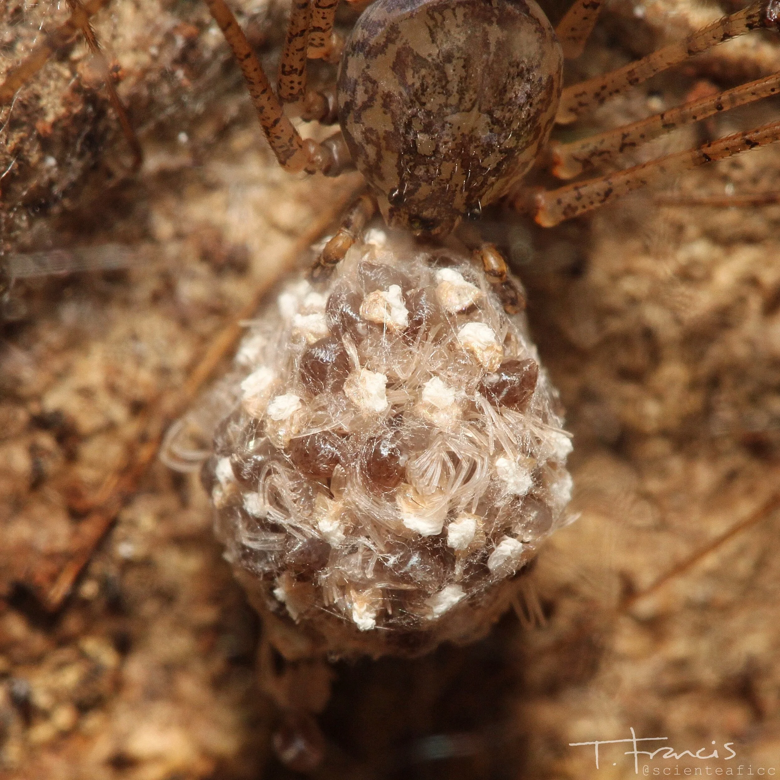  Macro photo of spitting spider egg sac 
