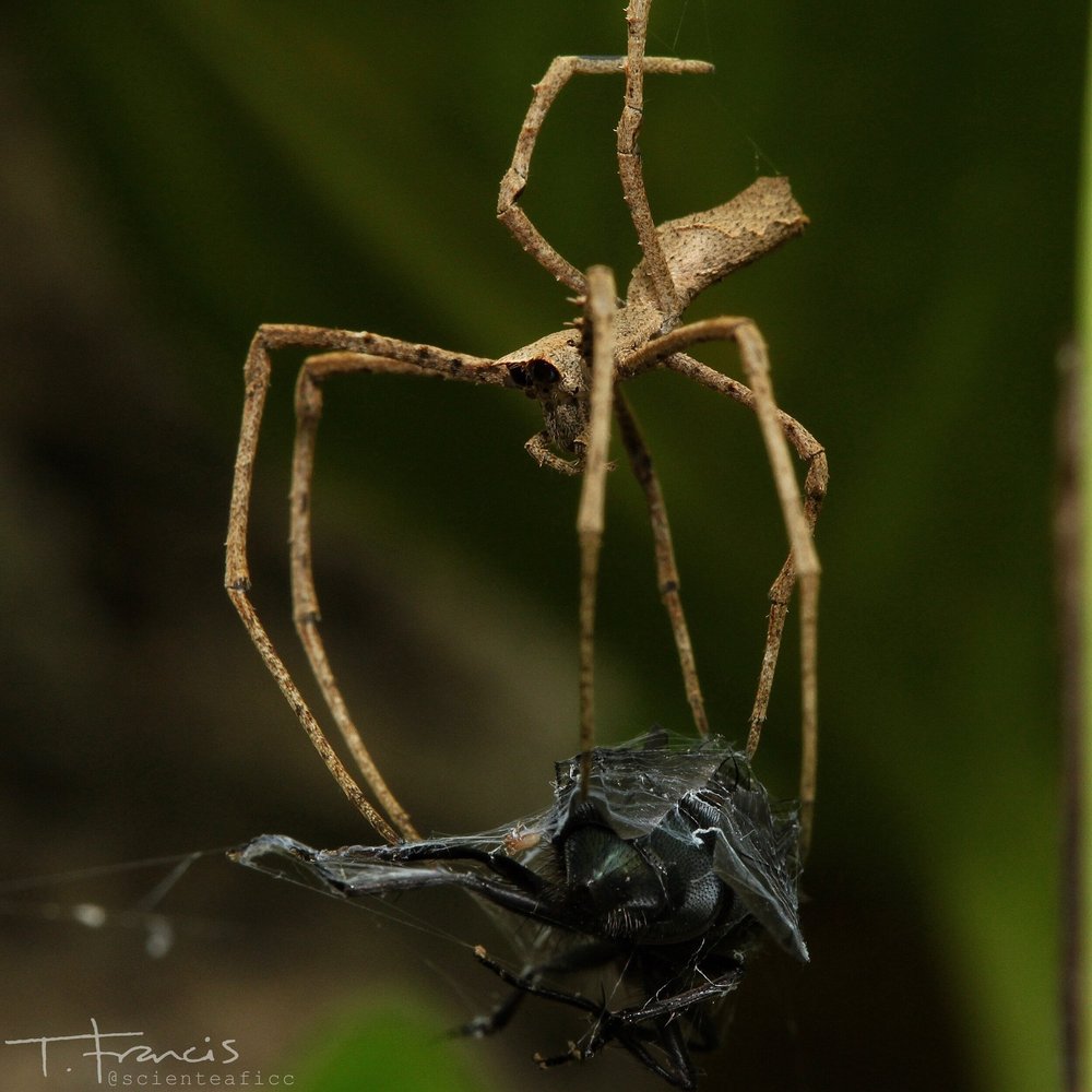  Macro photo of a net casting spider with prey 