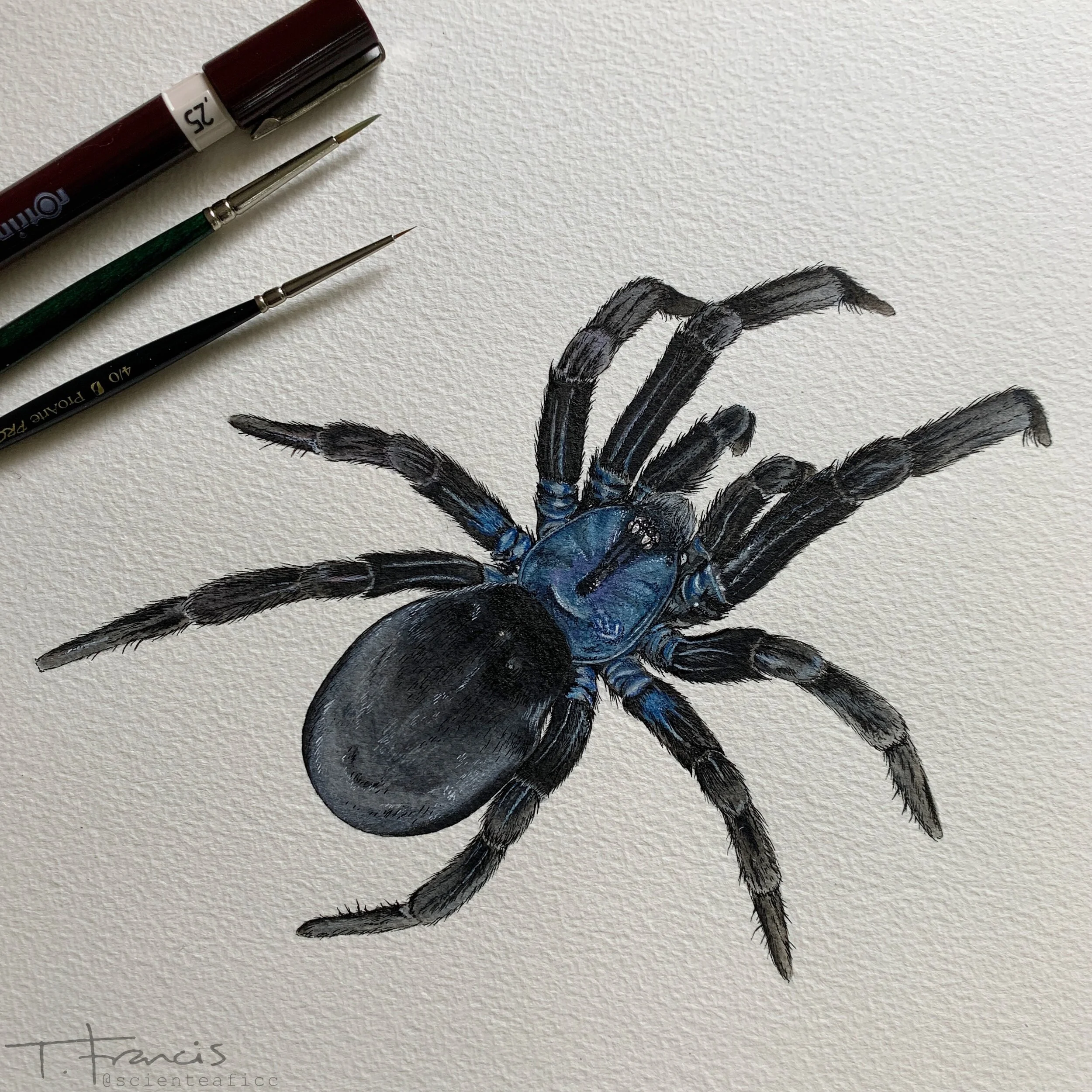  One of Tea's spider illustrations 