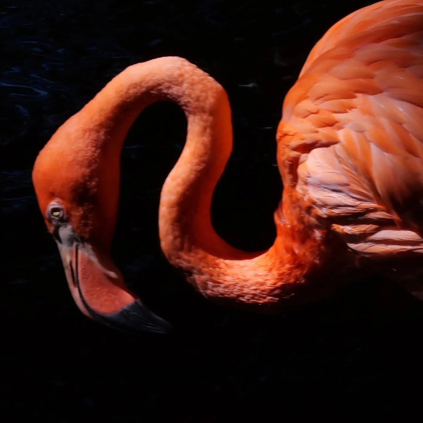 "Florida Beauty" photograph by Mark Streifer (Art by the Bay 2025)

Submissions are now being accepted on entrythingy.com for the 109th Annual Members Show.

Link on our website.