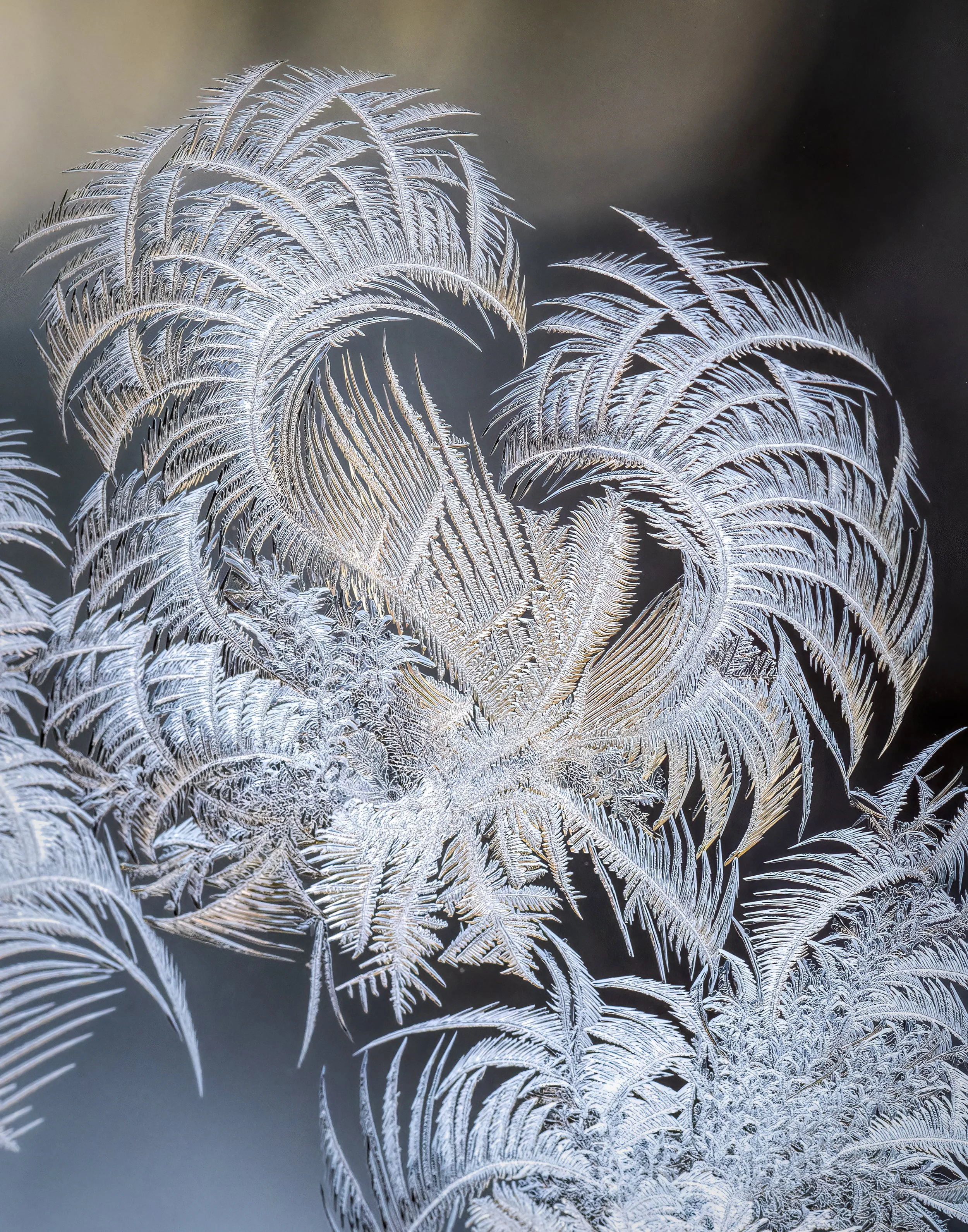 Terri Nickerson, "Winter Magic", A macro image of ice crystals, 21x26, Photograph, SOLD