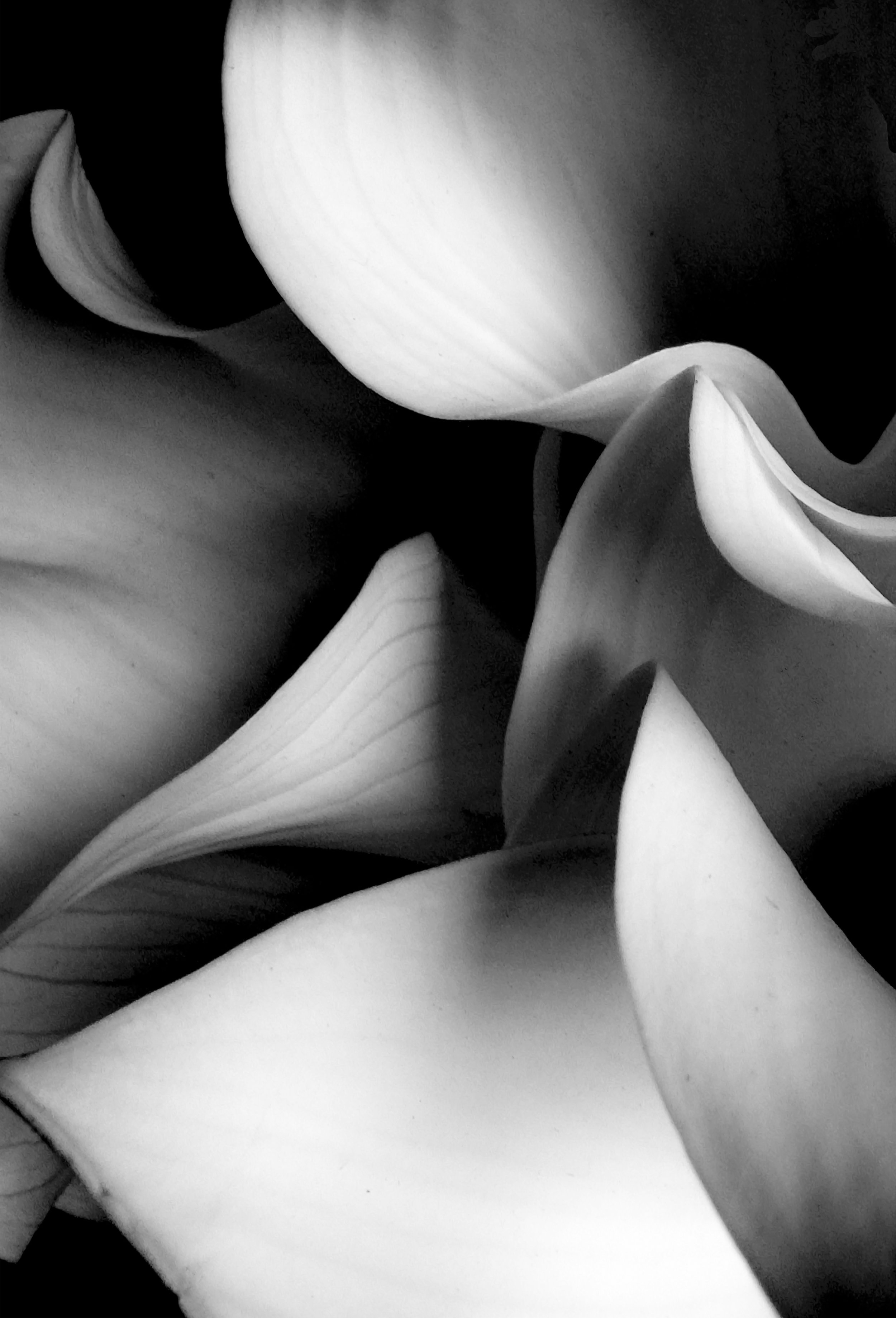 Peggy Roth Major, "Natural Curls 2", Black & White Photography,	24 x 18,	$350