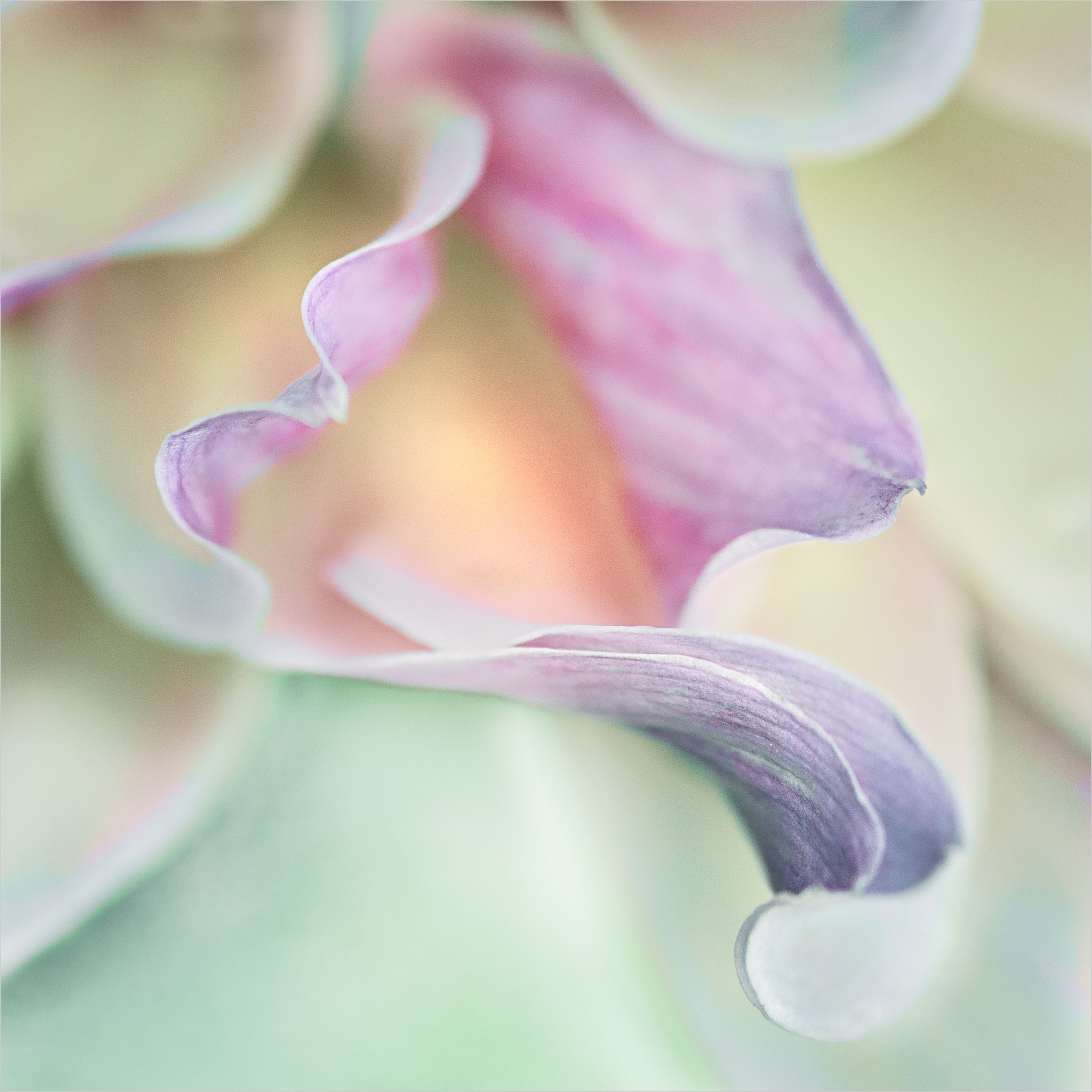 Lynne Shackleton Ford, "Dahlia, Seeing What I See", Digital image capture, Post-processed for shifted color palette, 20x20, $300