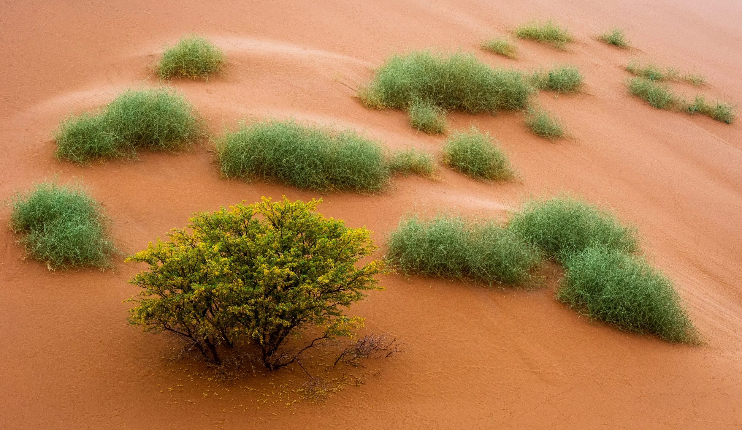 Paul Murray, "Desert Bloom".	In Namibia's Sossusvlei dunes, the desert flora finds a way to grow and bloom, bringing different colors to this harsh and arid venue. Photograph, $995