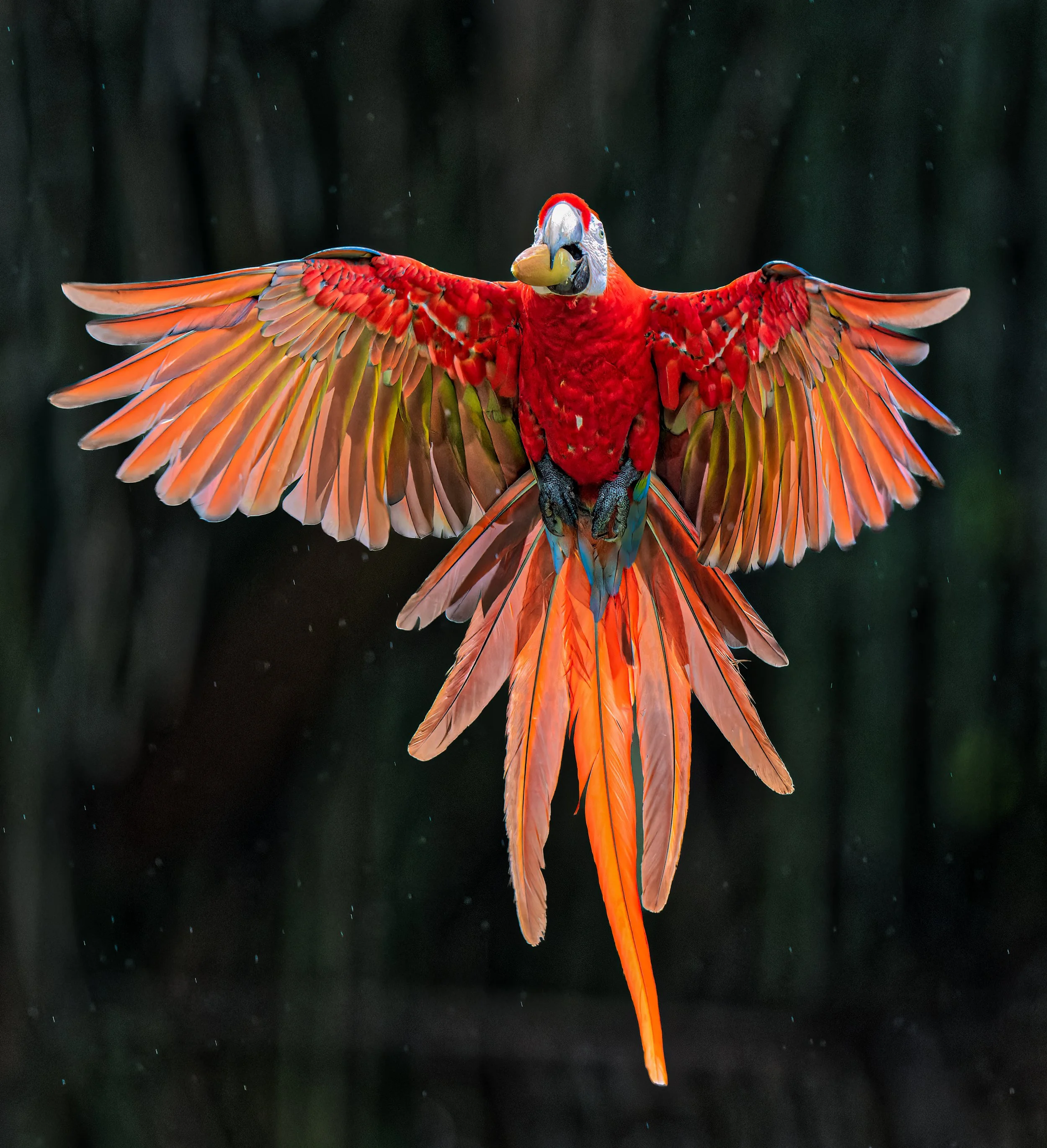 Robert Wydro, "Scarlet Macaw", Scarlet Macaw with fig nut, 19inx19in, Photograph,	 $500
