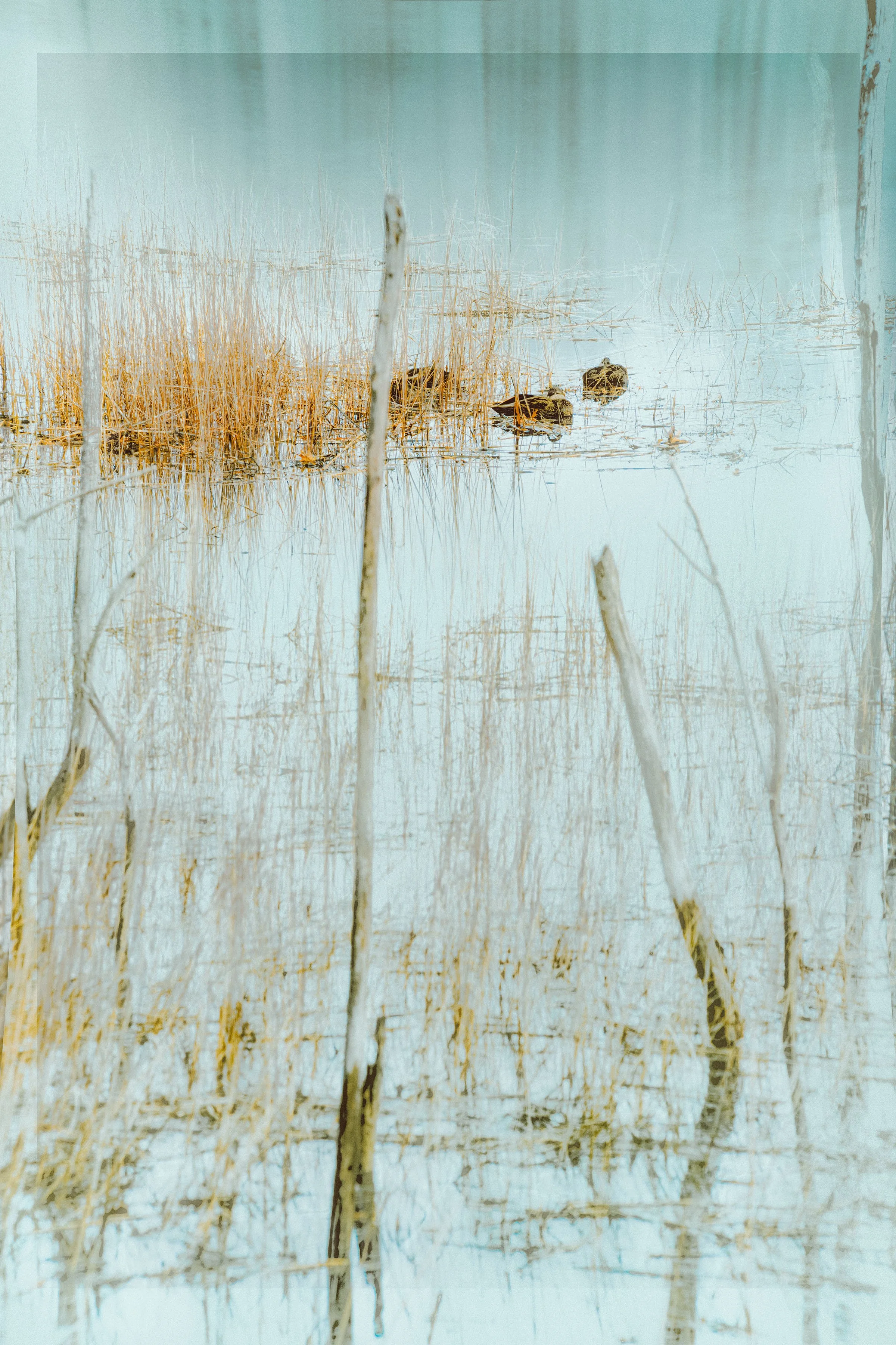 John Picard, "Ducks". From a single exposure in a early winter coastal marsh, the image captures an ethereal, suspended atmosphere, evoking quiet isolation amid subtle, fleeting presence. 20x30 Paper - 32x40 Framed, Photograph, $1,400