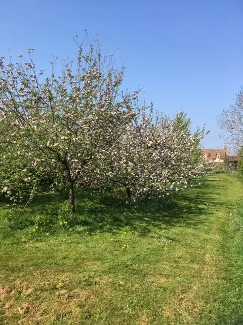 The orchard in blossom