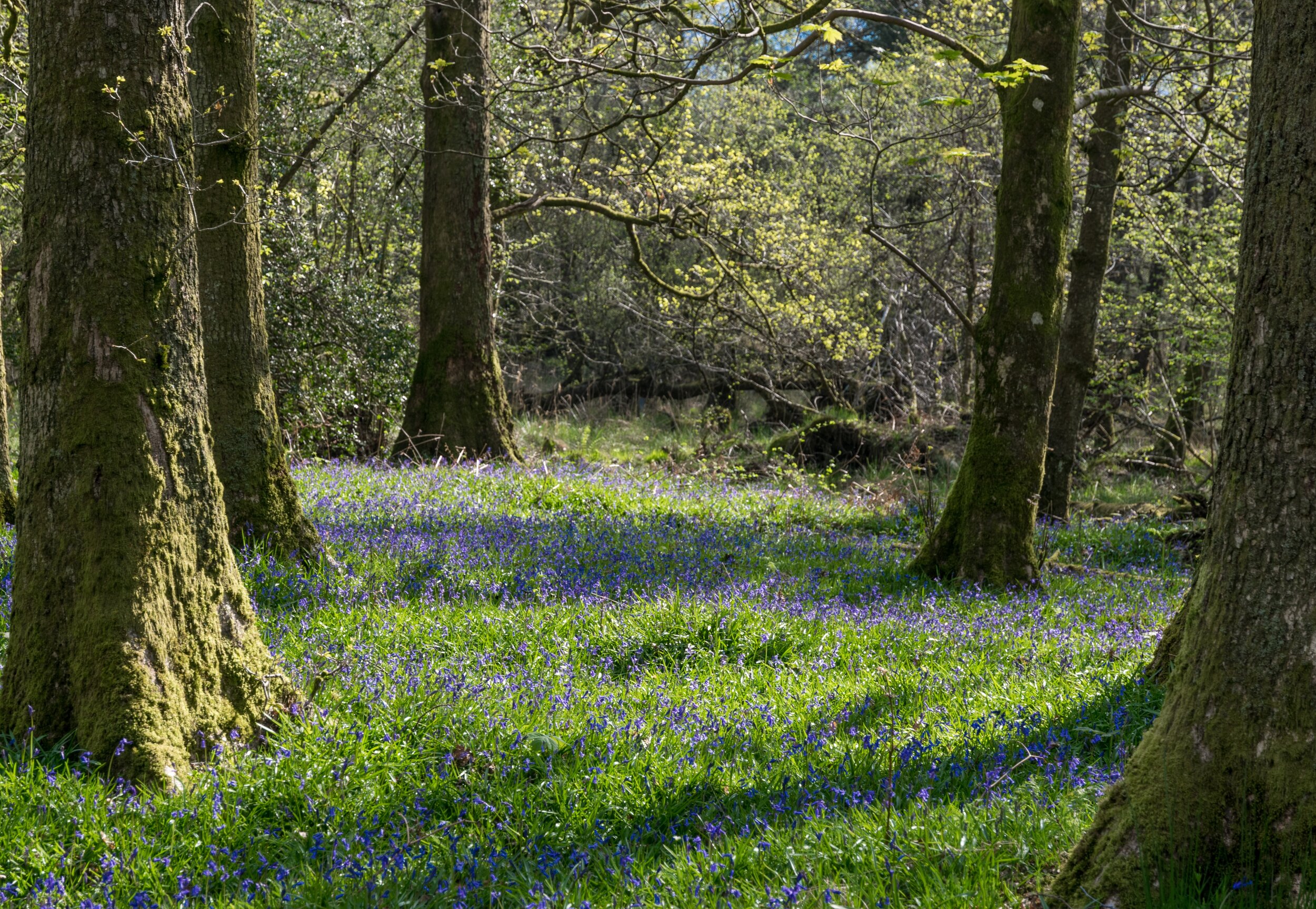 Bluebell Wood - Card
