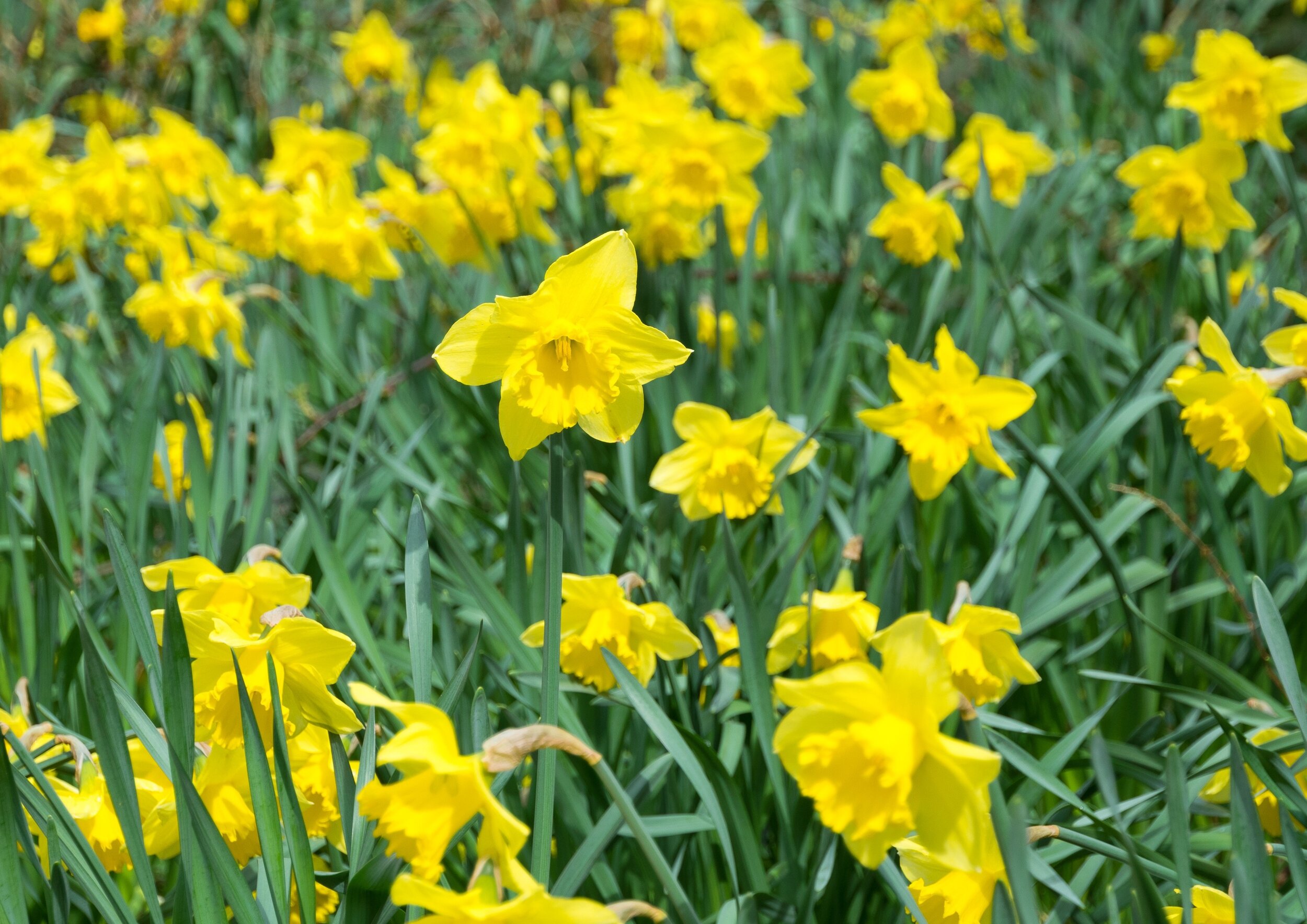 Daffodils - Card