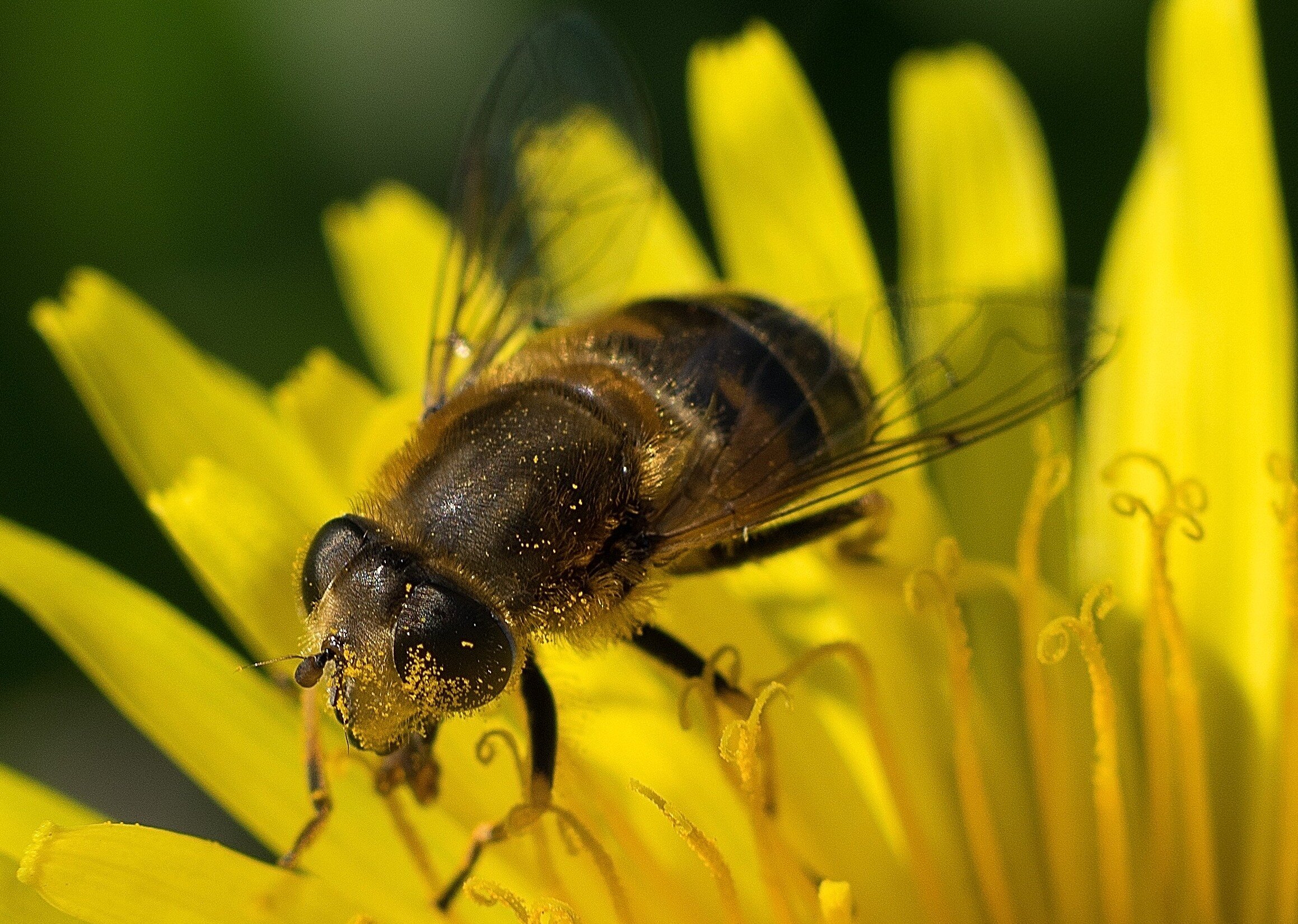 Busy Bee - Card