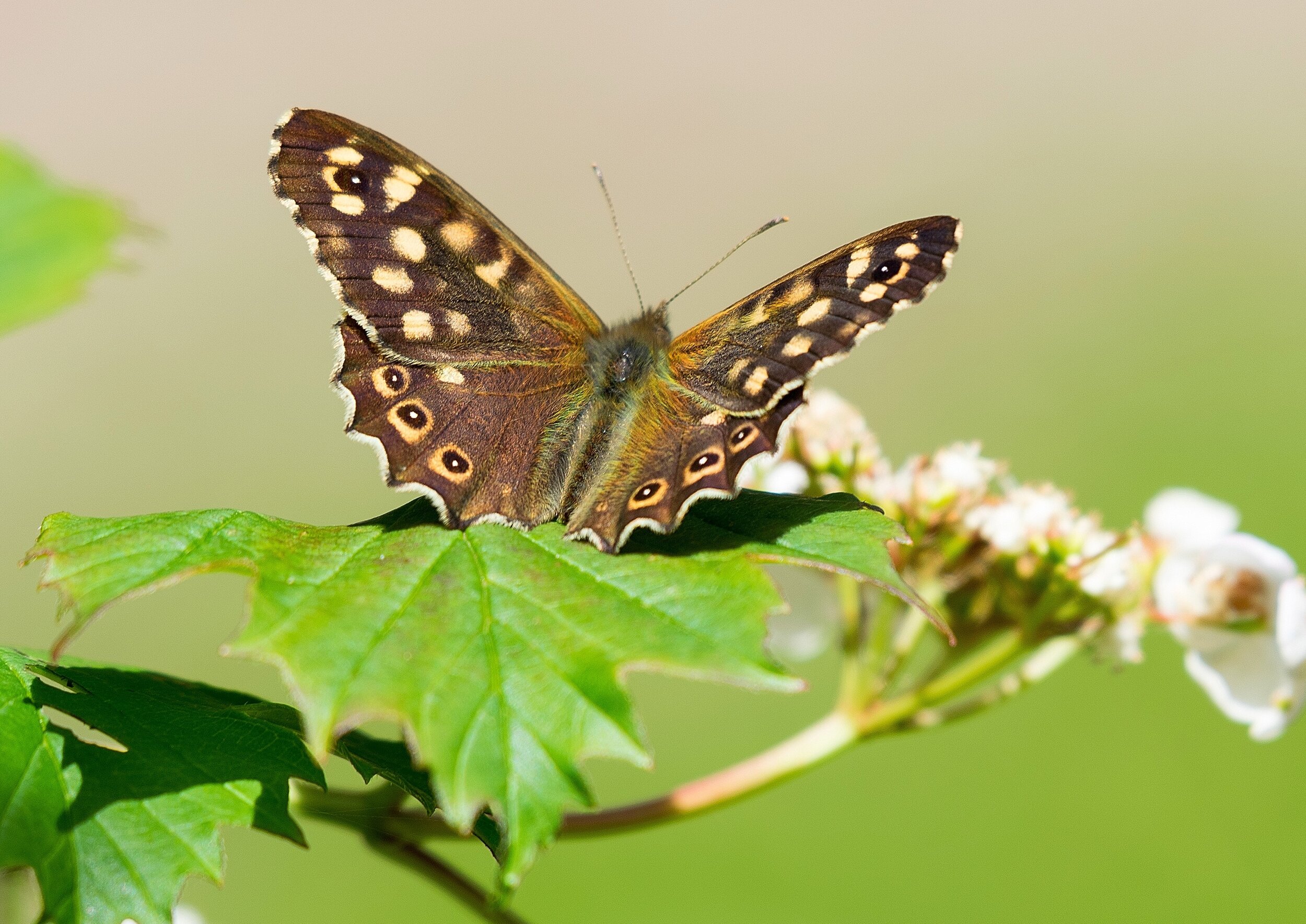 Speckled Wood Butterfly - Card