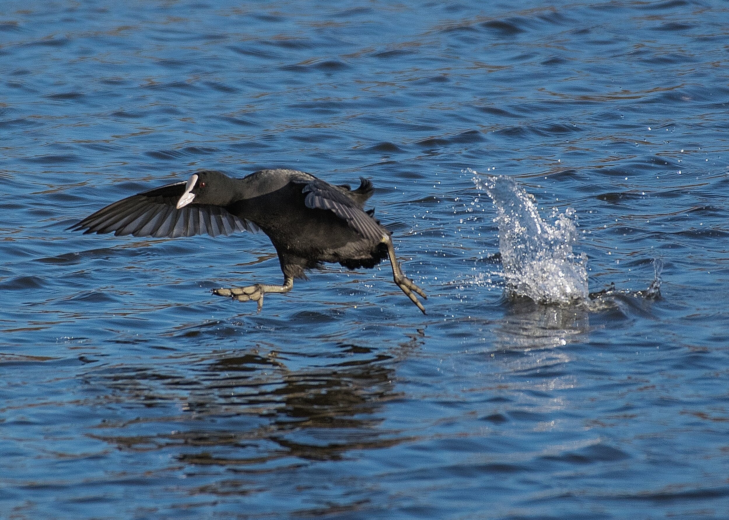Coot - Making A Splash - Card