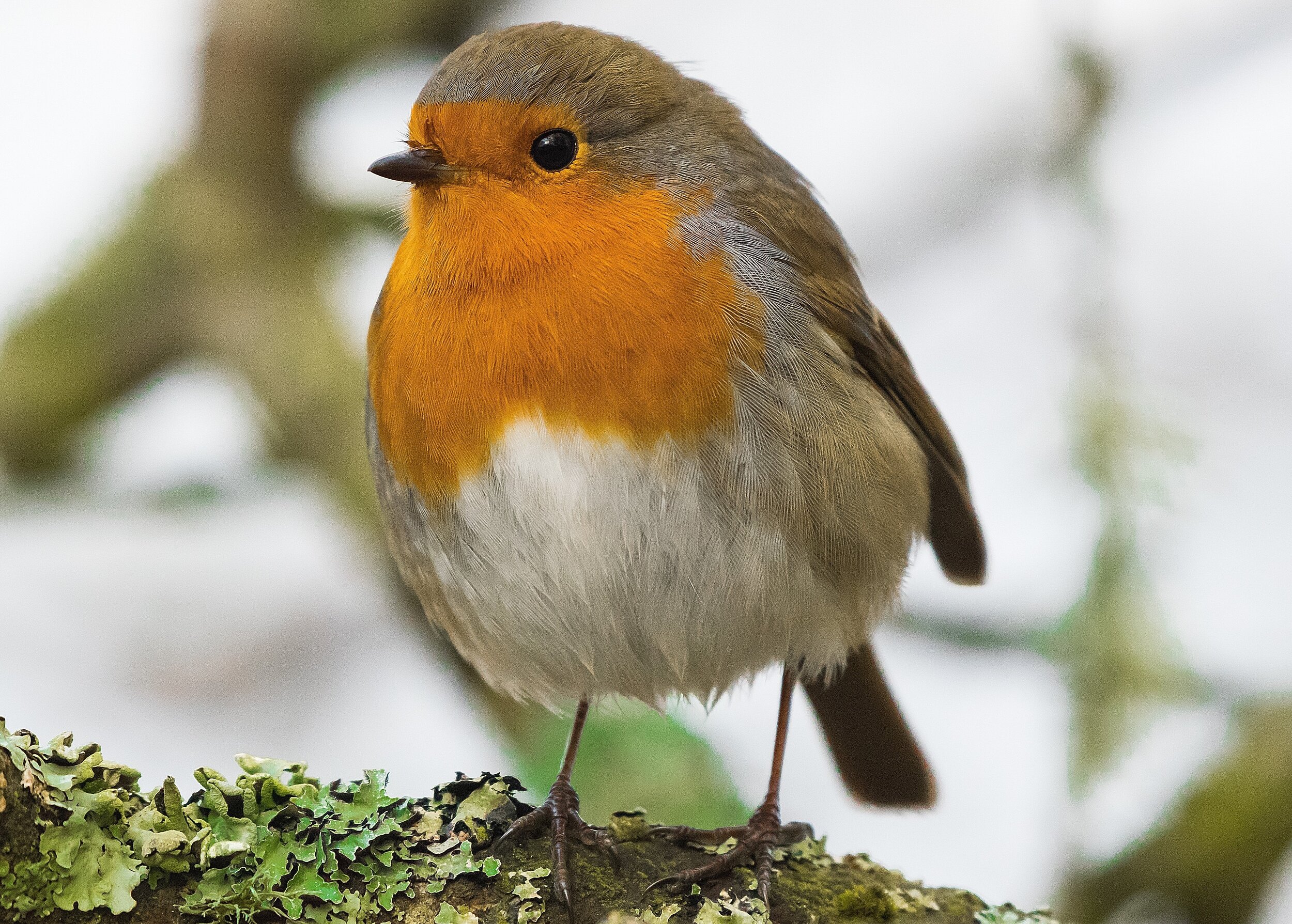 Little Robin Red Breast - Card