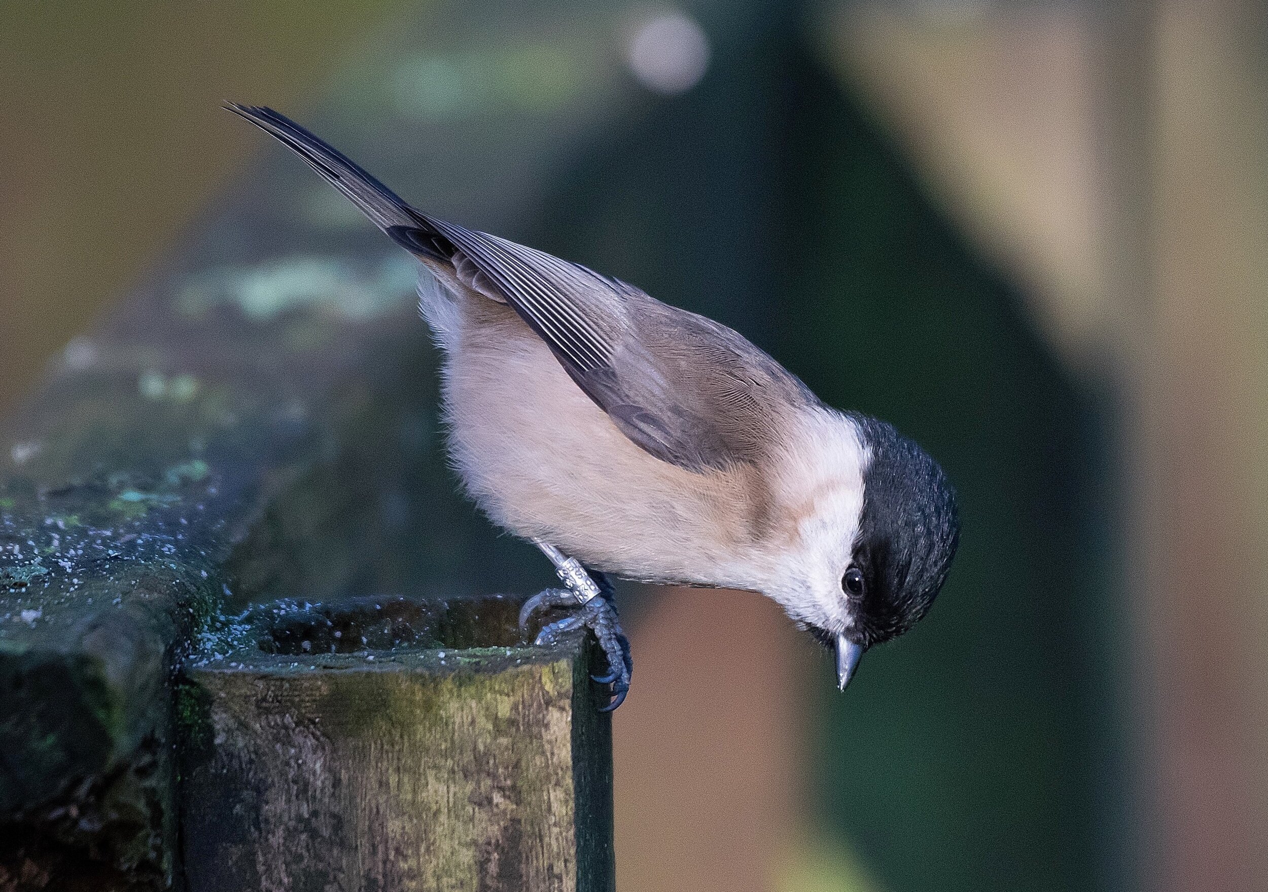 Marsh Tit - Hello Down There - Card