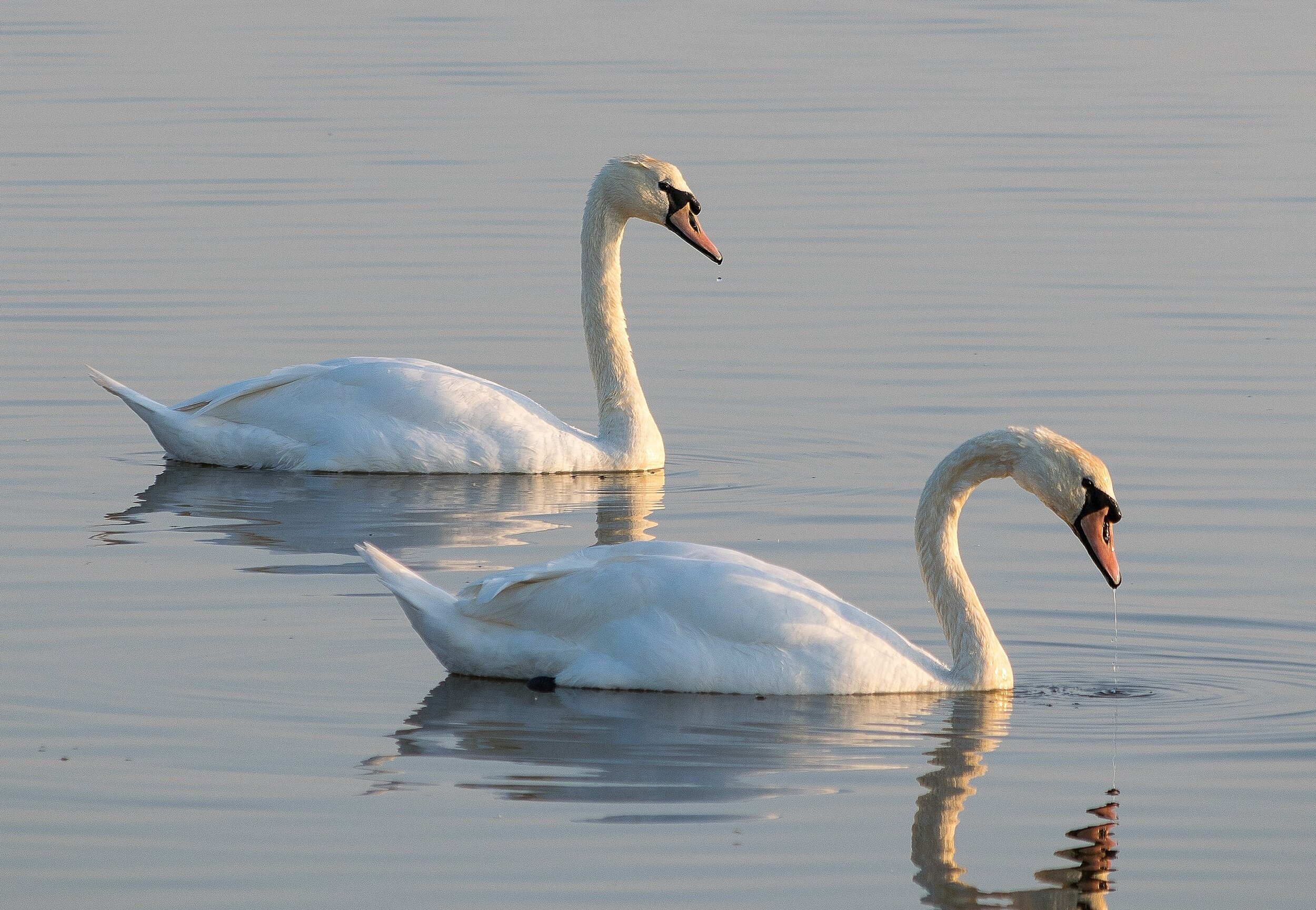 Pair Of Serene Mute Swans - Card