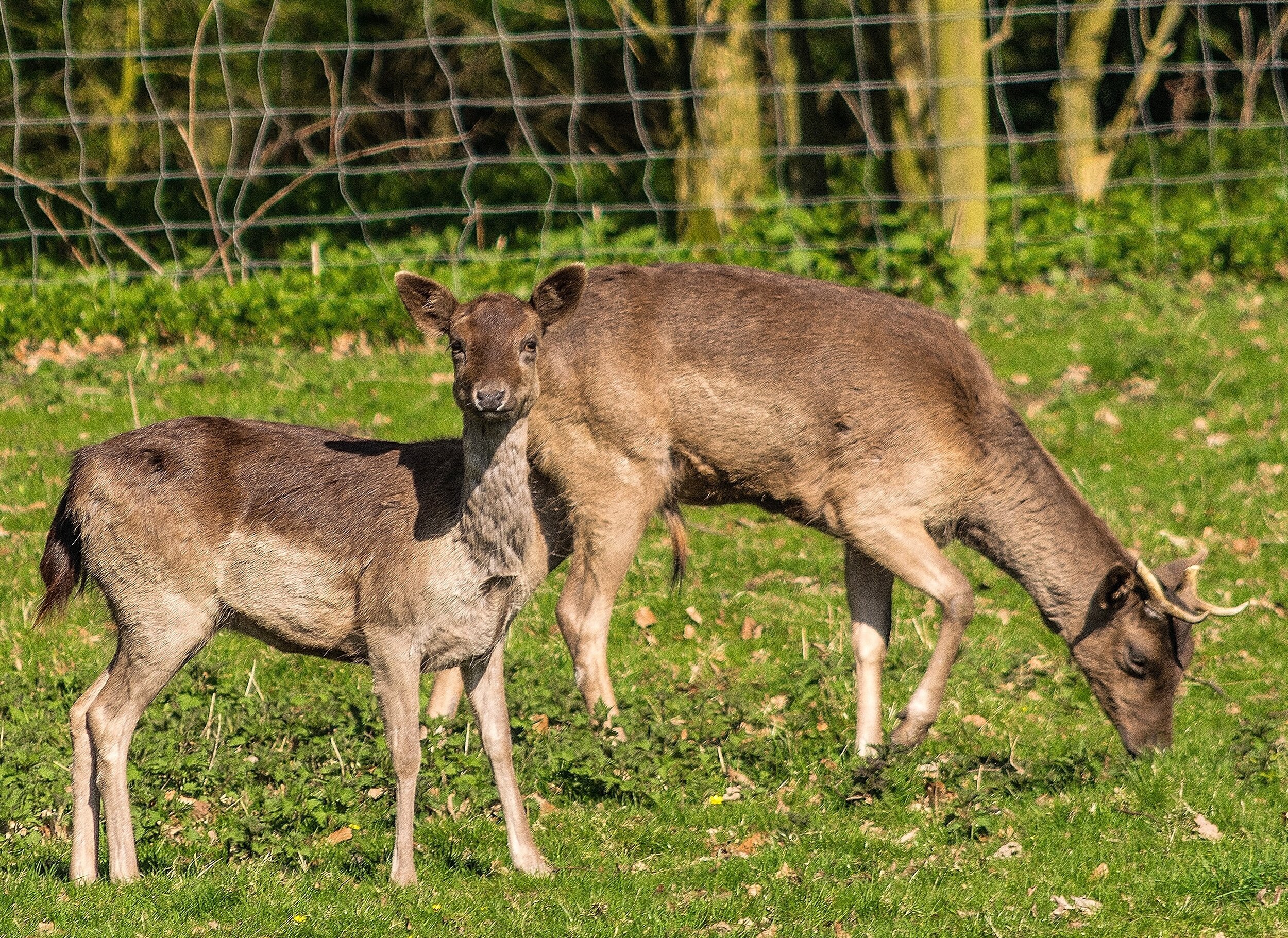 Black Fallow Deer - Card