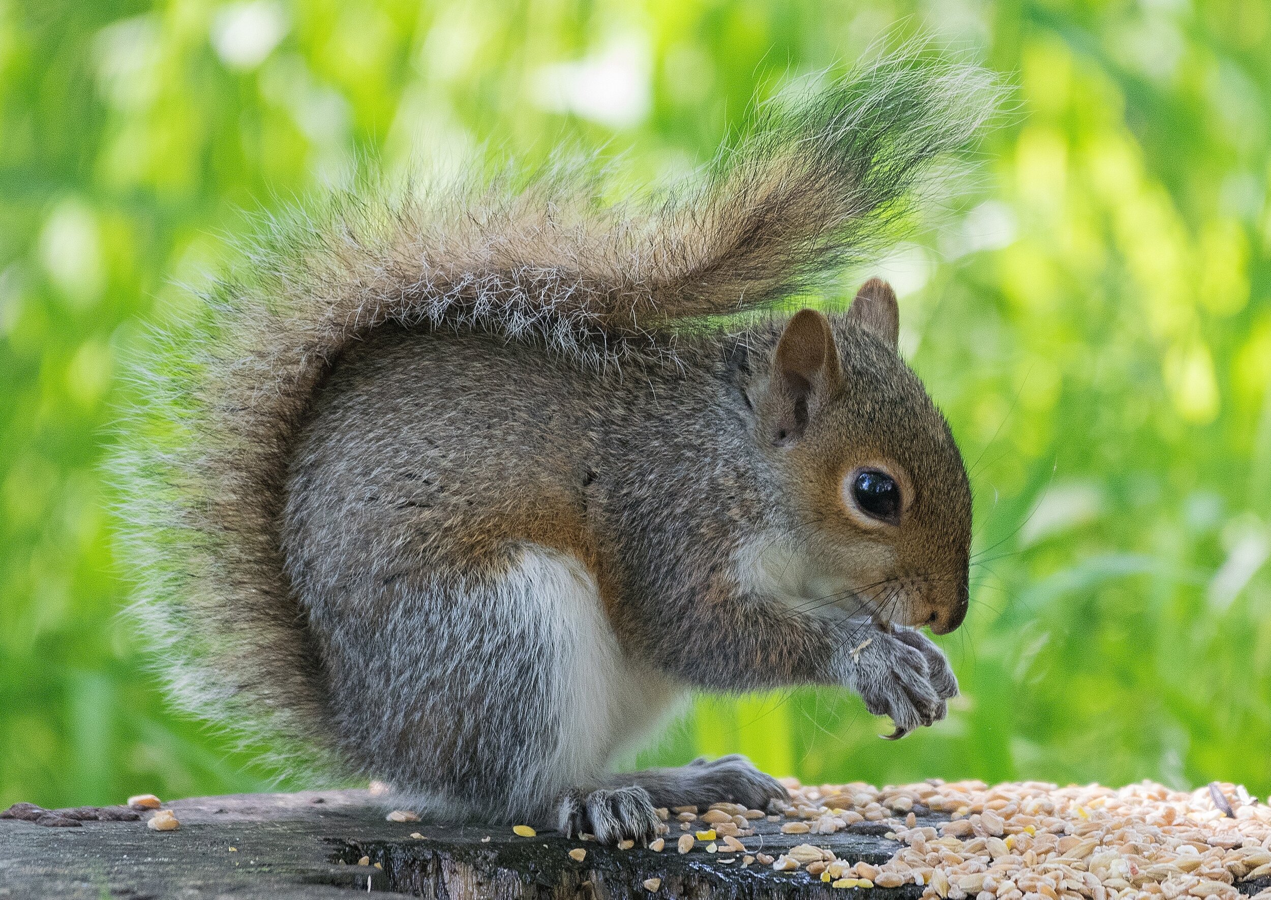 Hungry Squirrel - Card