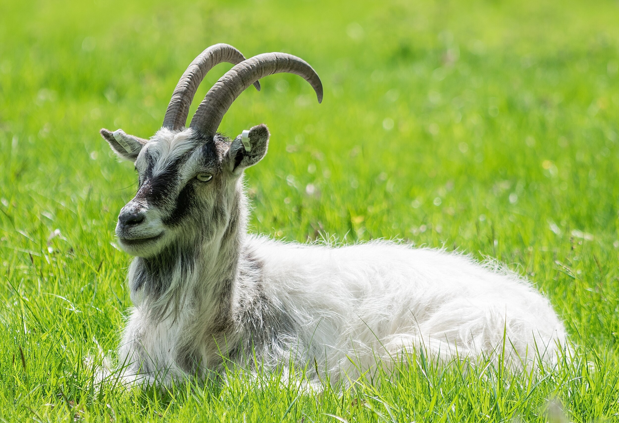 Rare Breed Bagot Goat - Card
