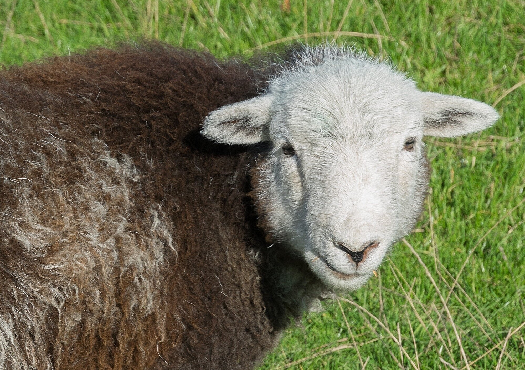 Are Ewe Looking At Me? - Card
