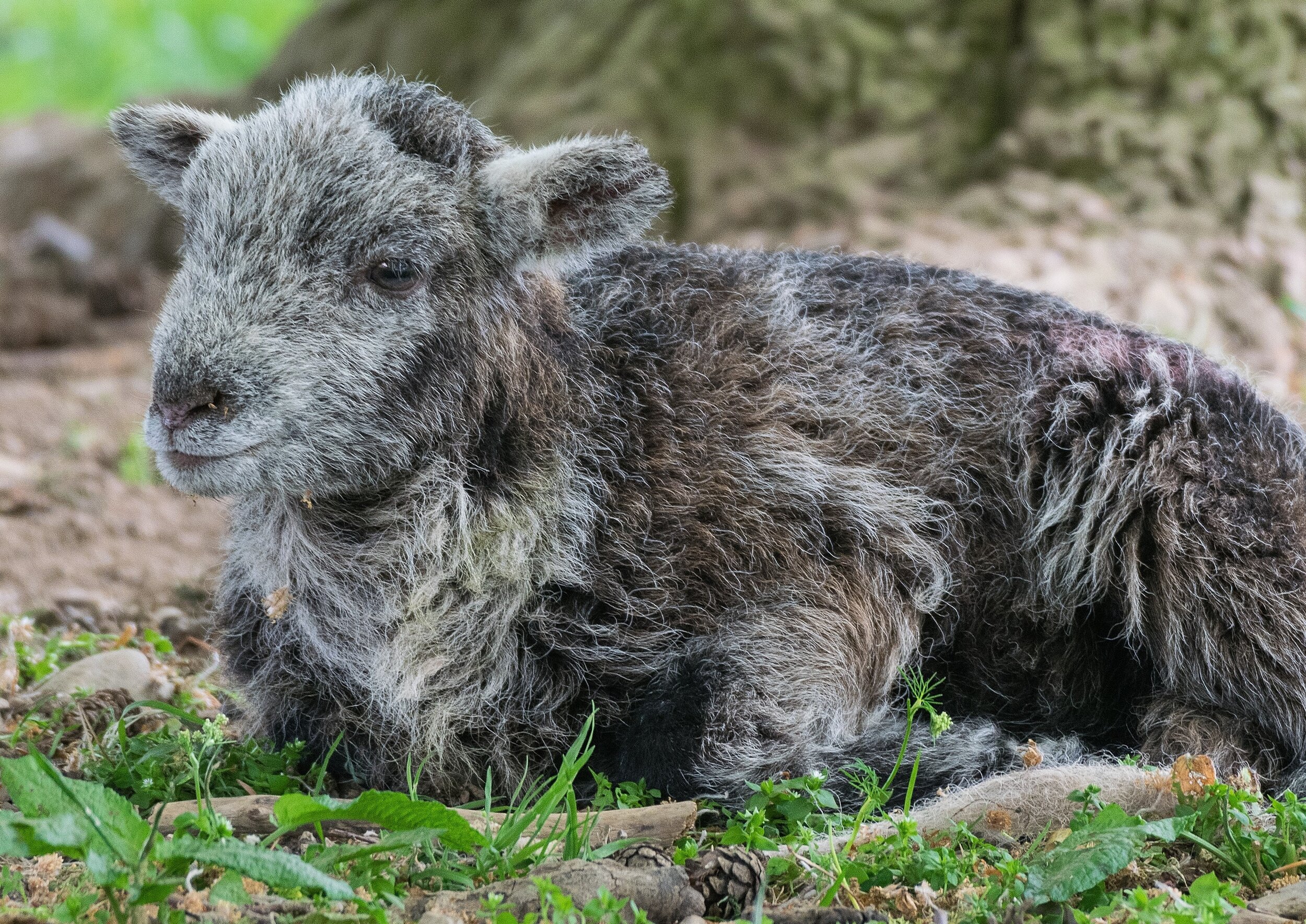 Fluffy Herdwick Lamb - Card