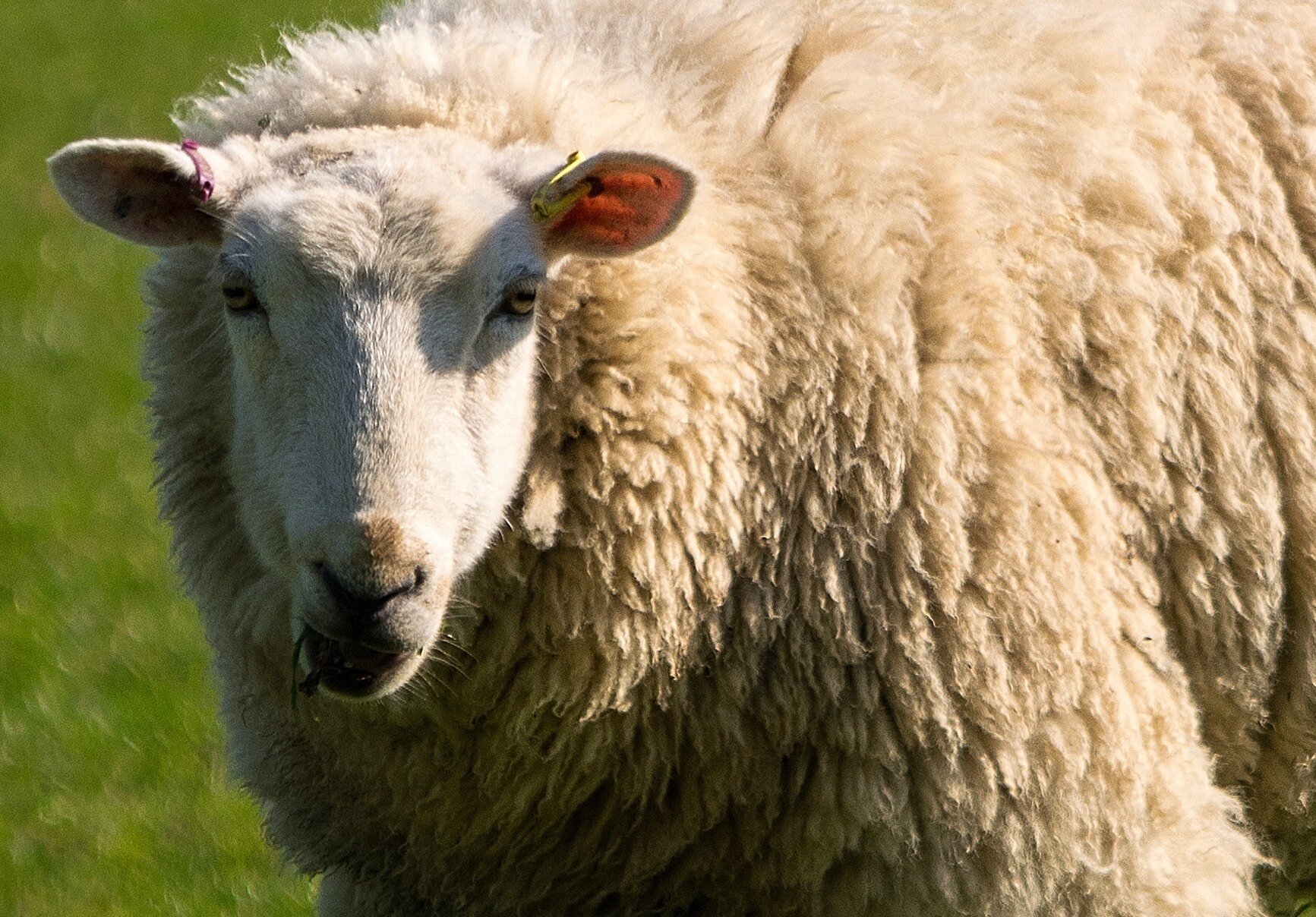 What Ewe Looking At? - Card