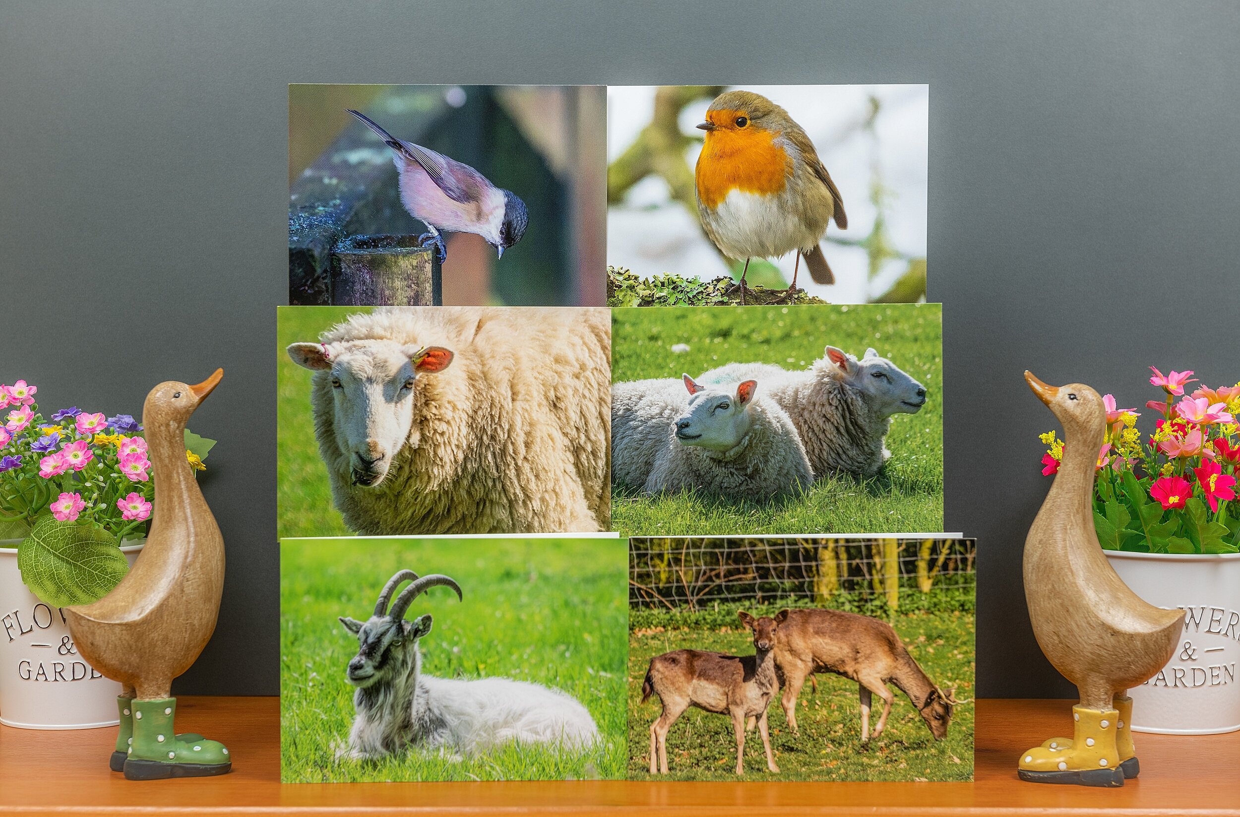 Six Greetings Cards ~ Birds/Animals