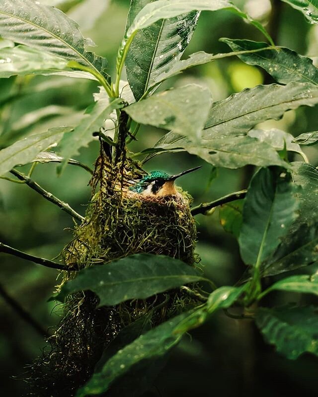 Magic is everywhere in Monteverde, the cloud forest is not to be missed! Our guide there was generous with his knowledge and made us discover things we never would've seen on our own. The ficus trees were a highlight for me, talk about magical.