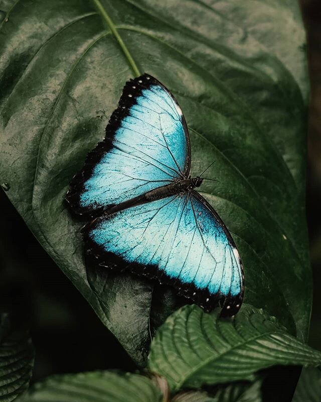 If you find yourself in La Fortuna one day, don't miss the butterfly conservatory. That and many other local natural attractions make this area of Costa Rica a real gem to discover.