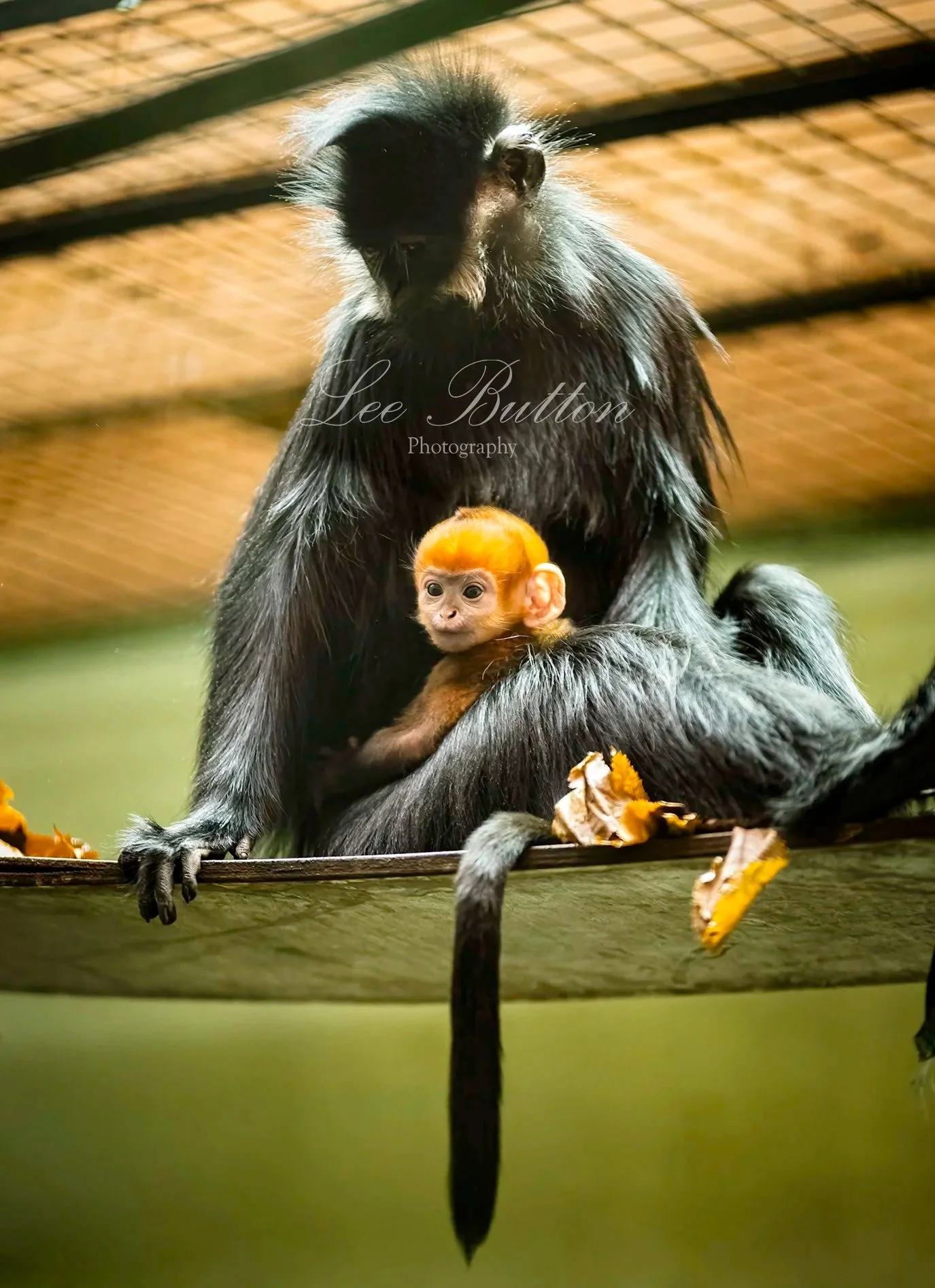 Press Success At ZSL    Whipsnade zoo