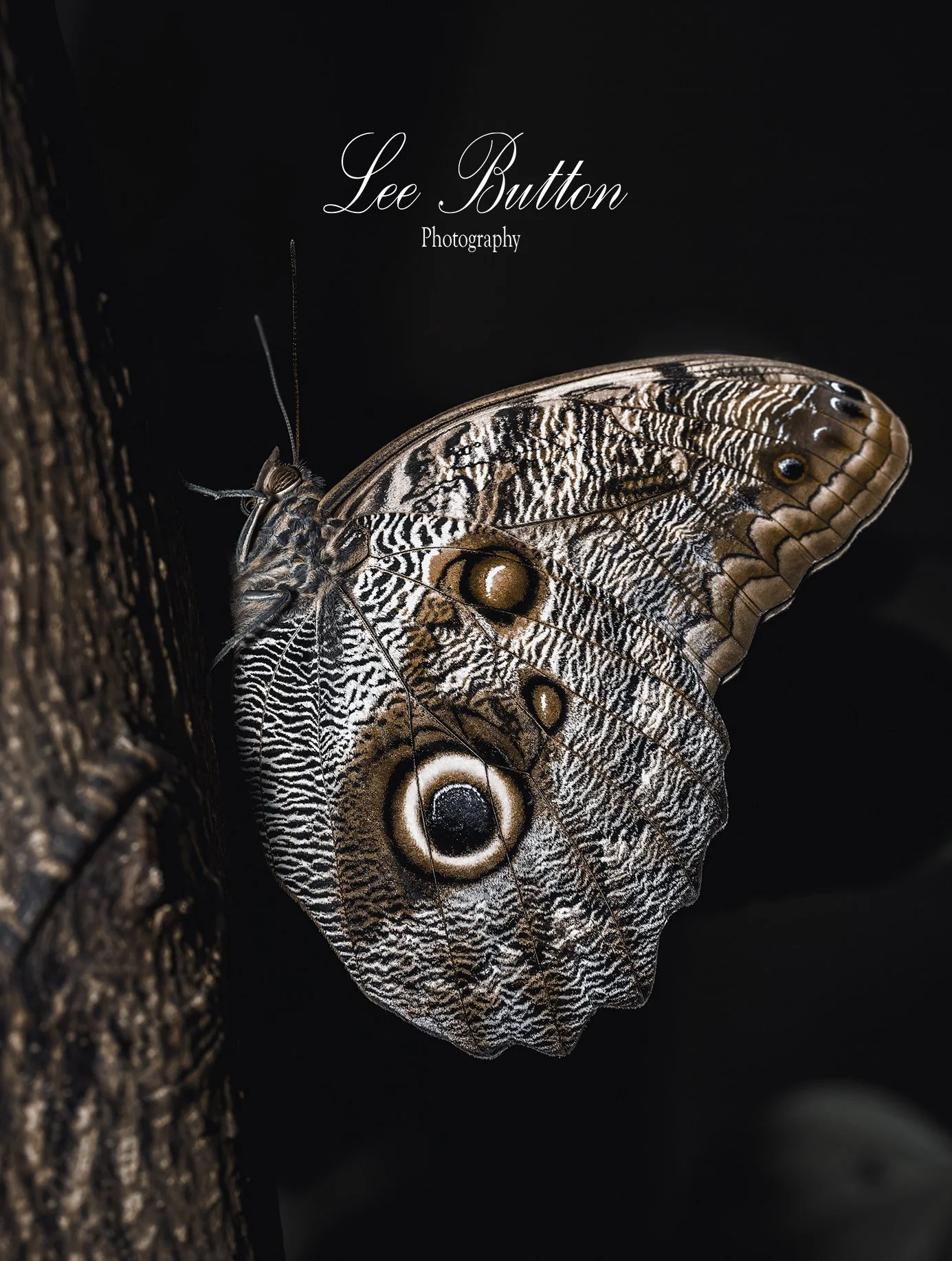 The Owl butterfly