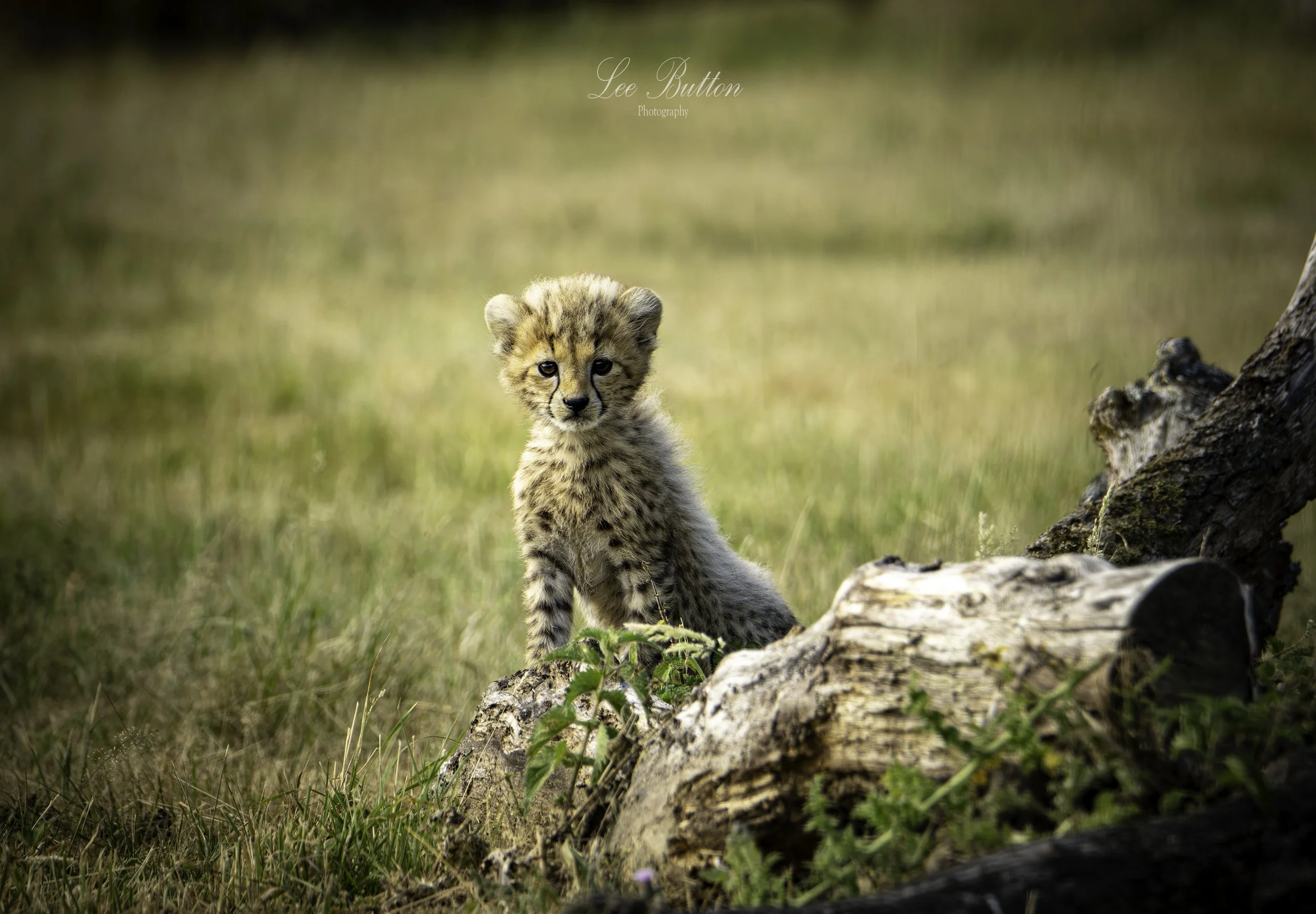 Duma mchange - Sand Cheetah