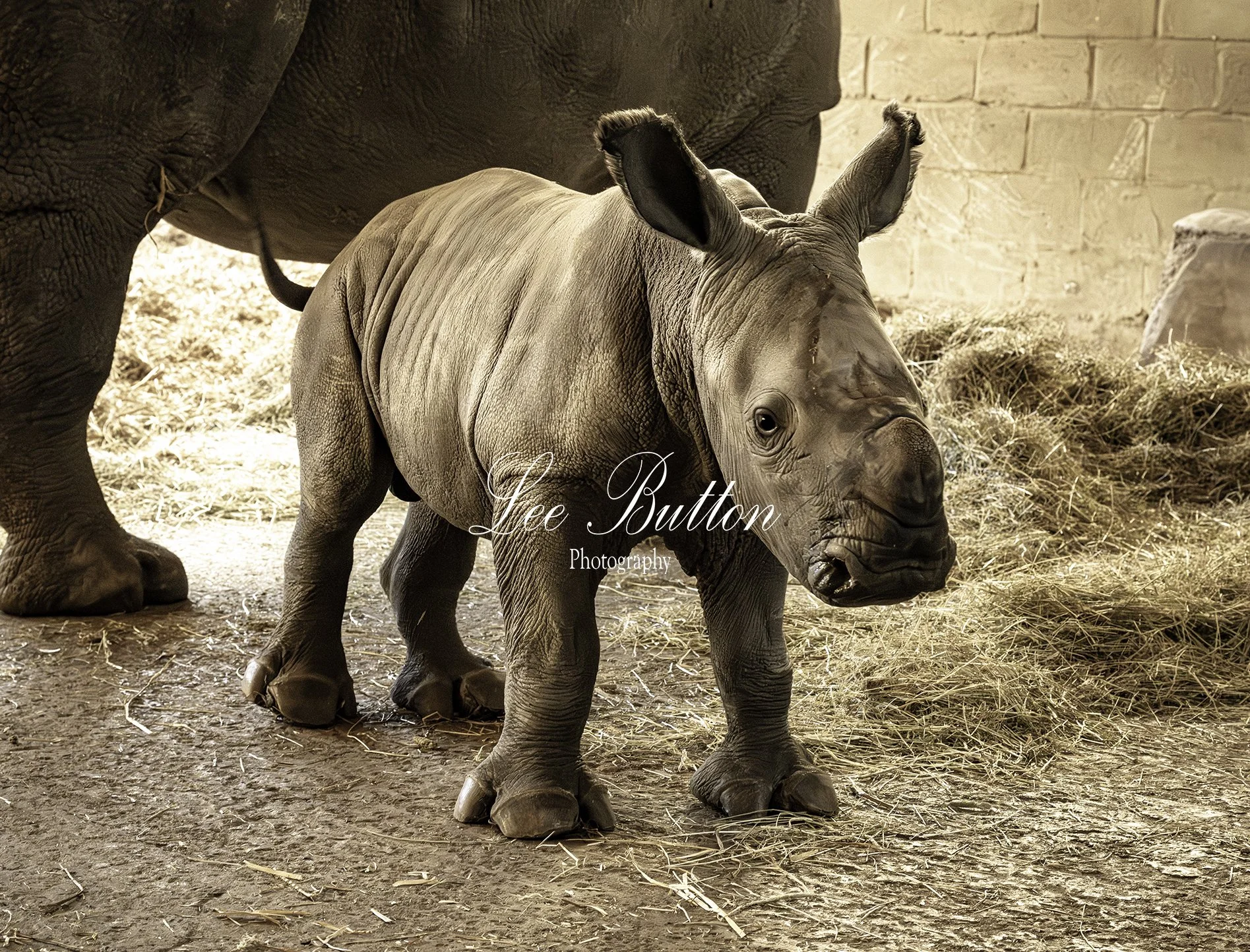 I'm as hard as nails