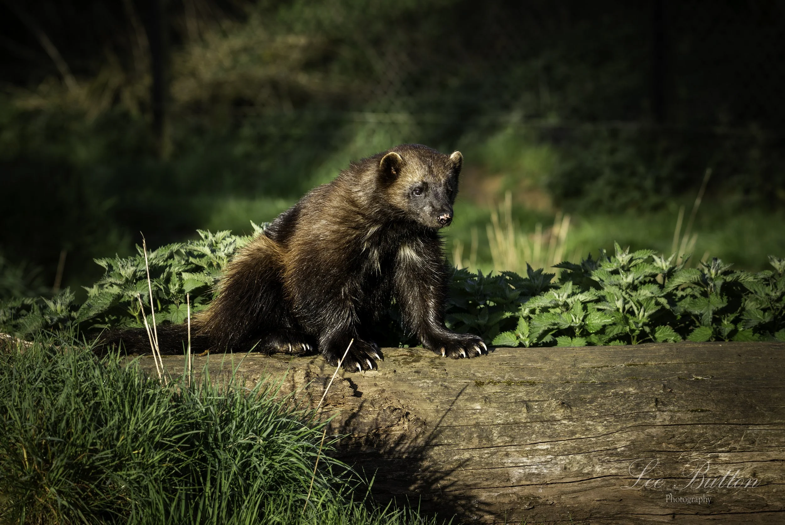 The Wolverine