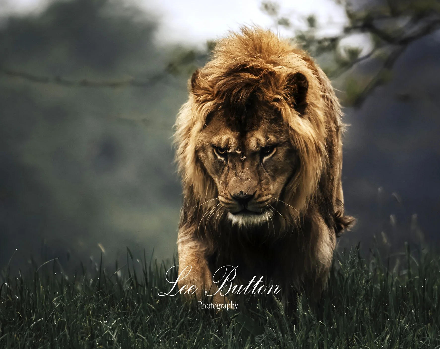 Malik the male lion of Whipsnade