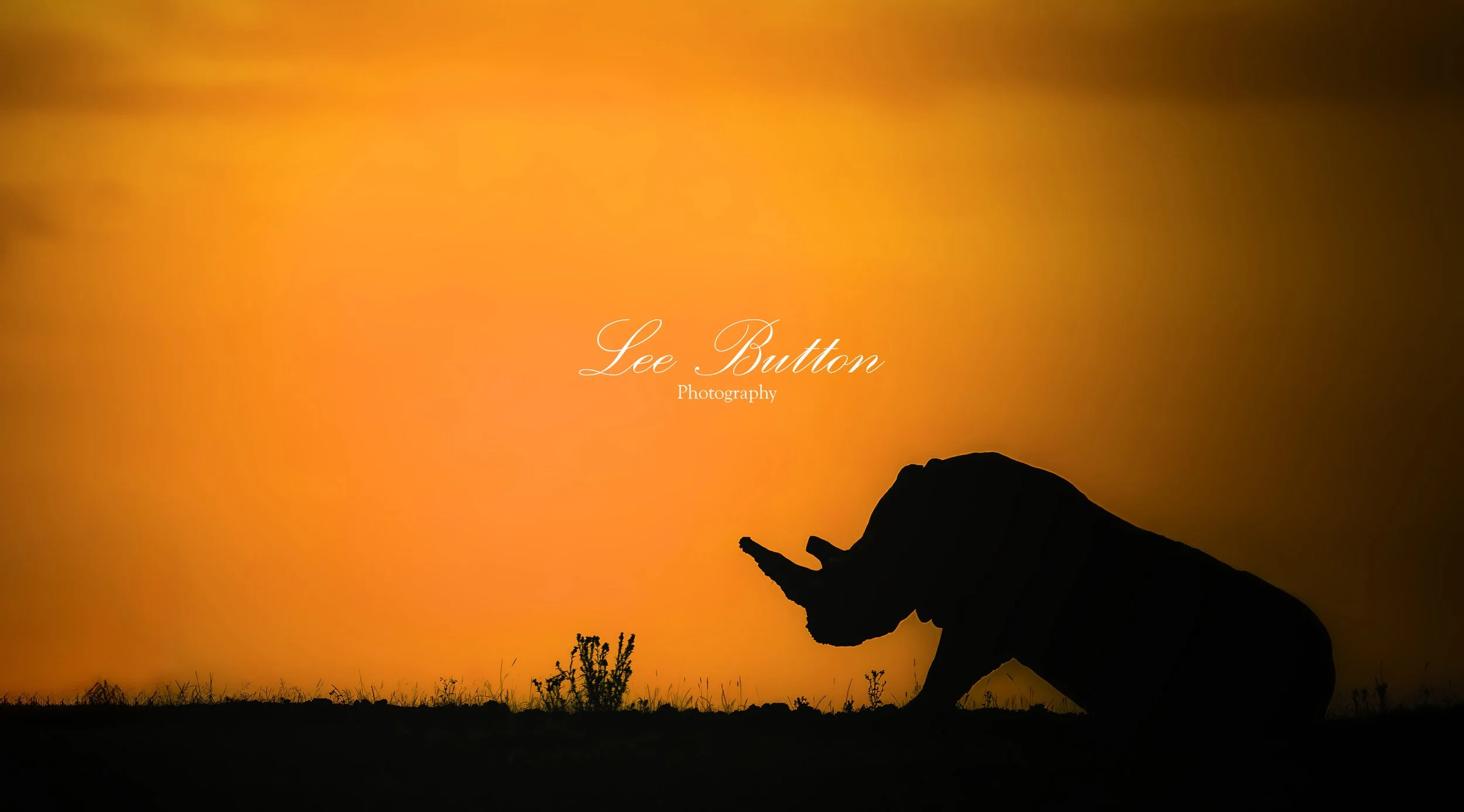 The Sunset Rhino