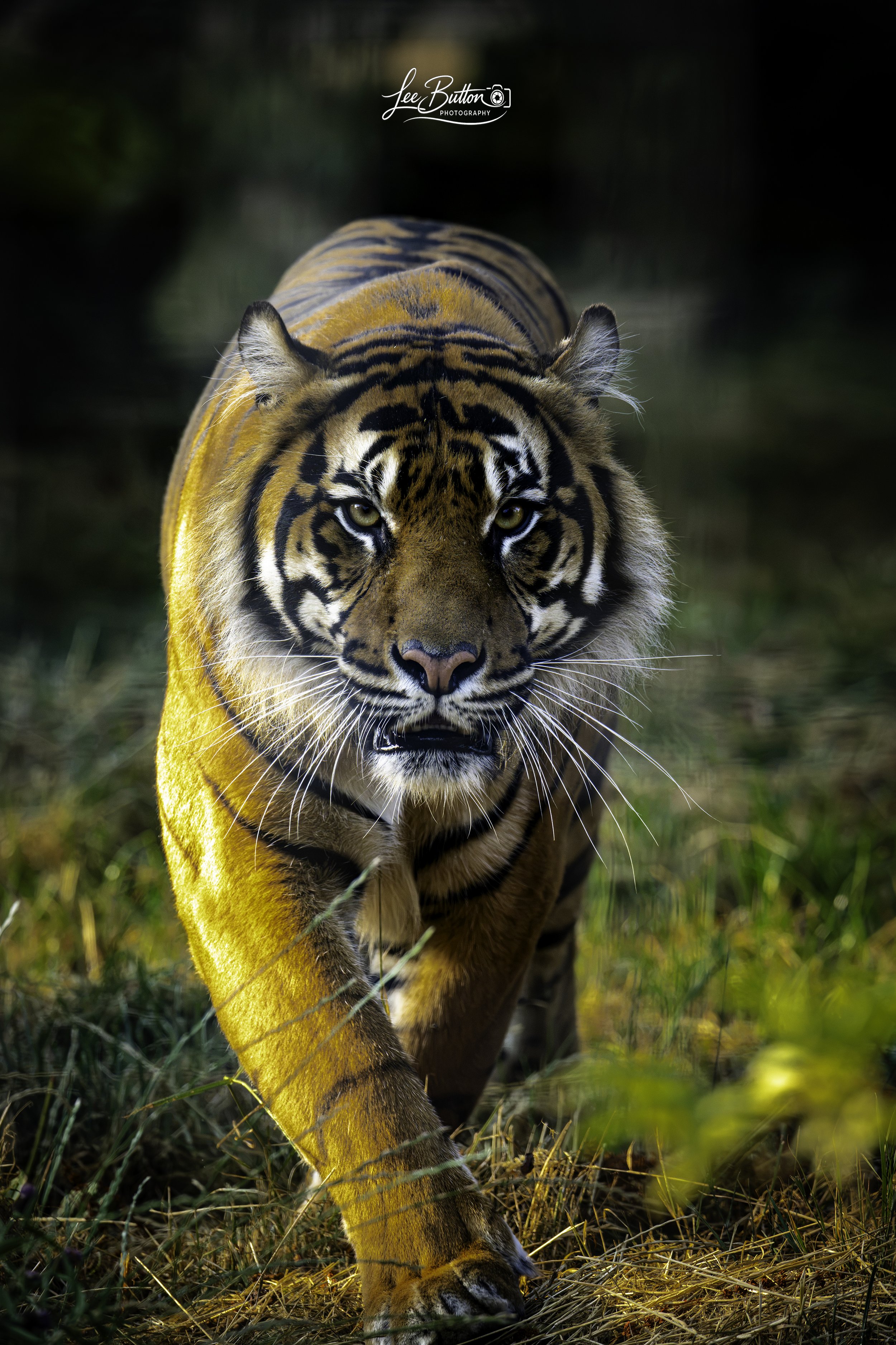 Predator on the hunt