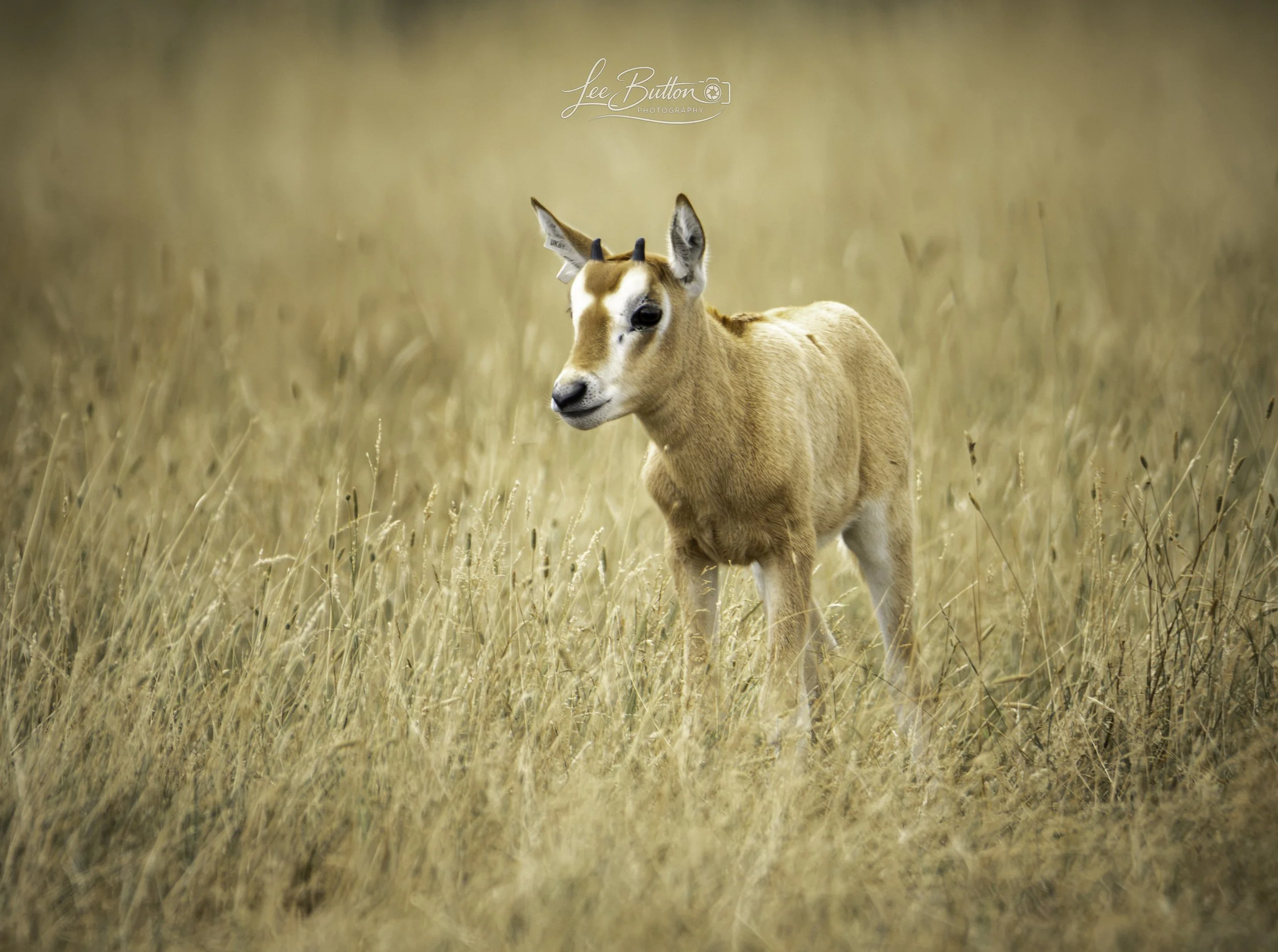 Little Oryx