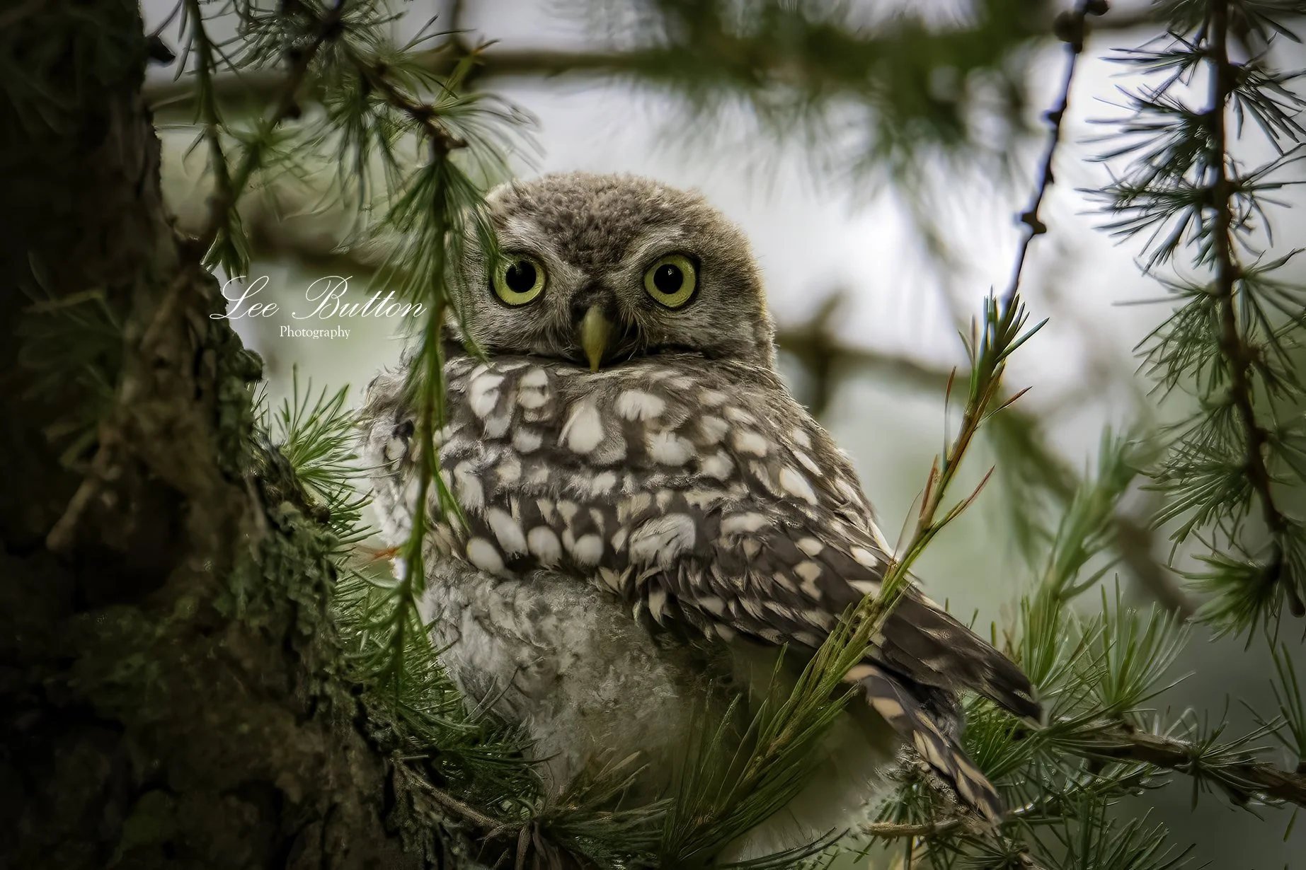 The little Owl