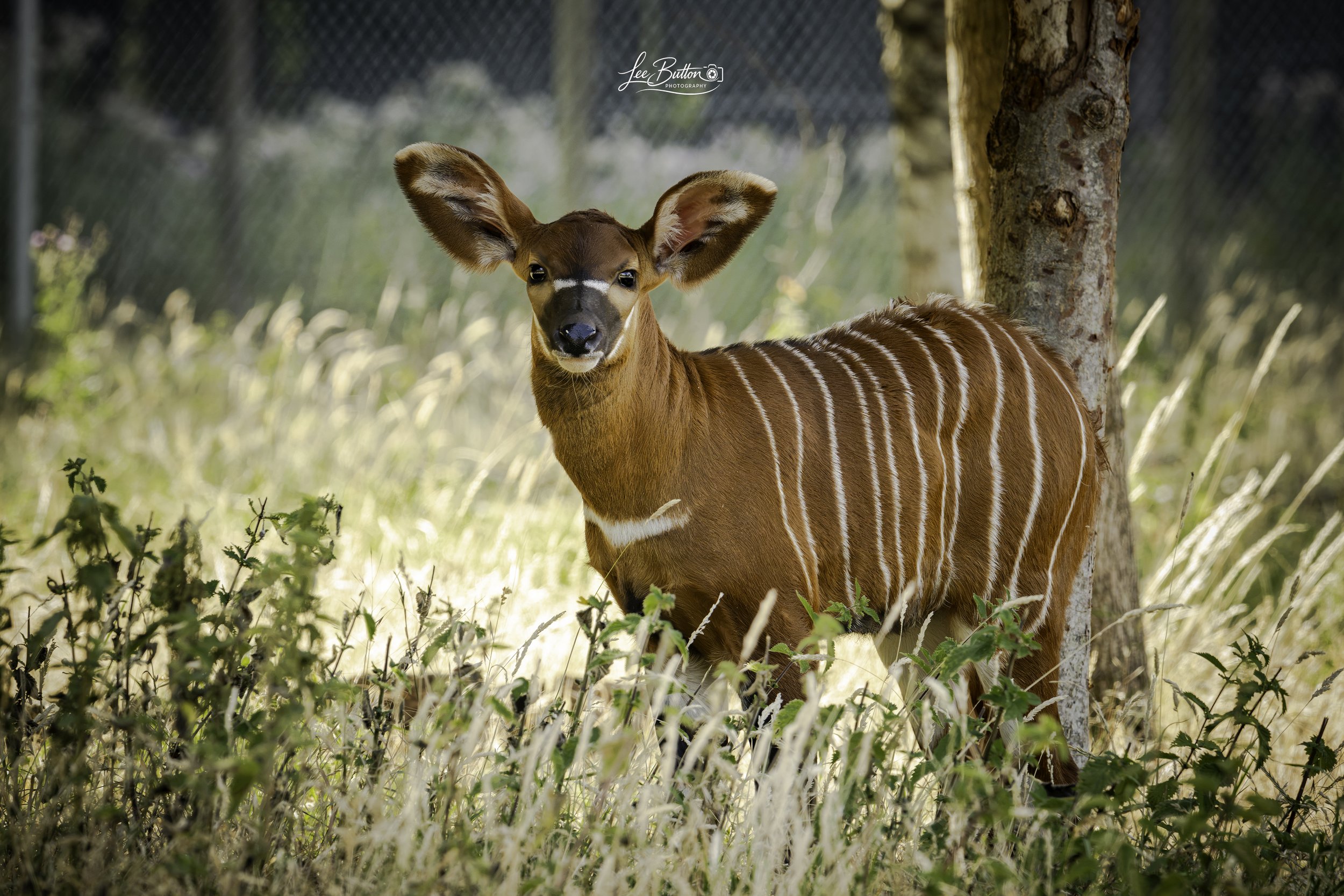 King Bongo