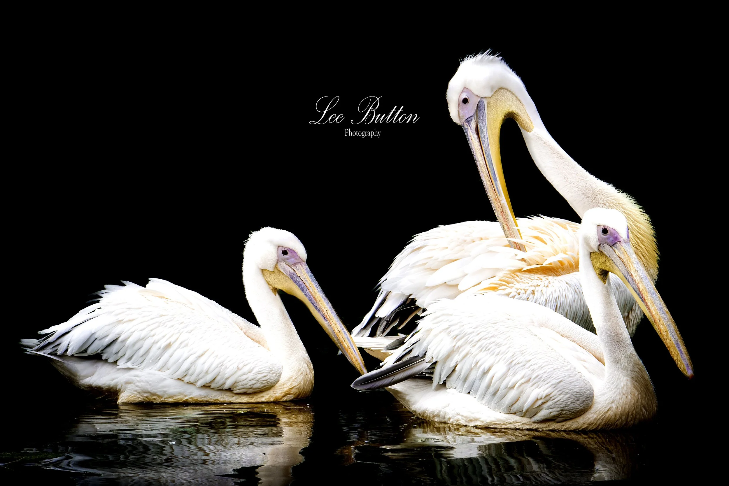 Pelicans in the dark