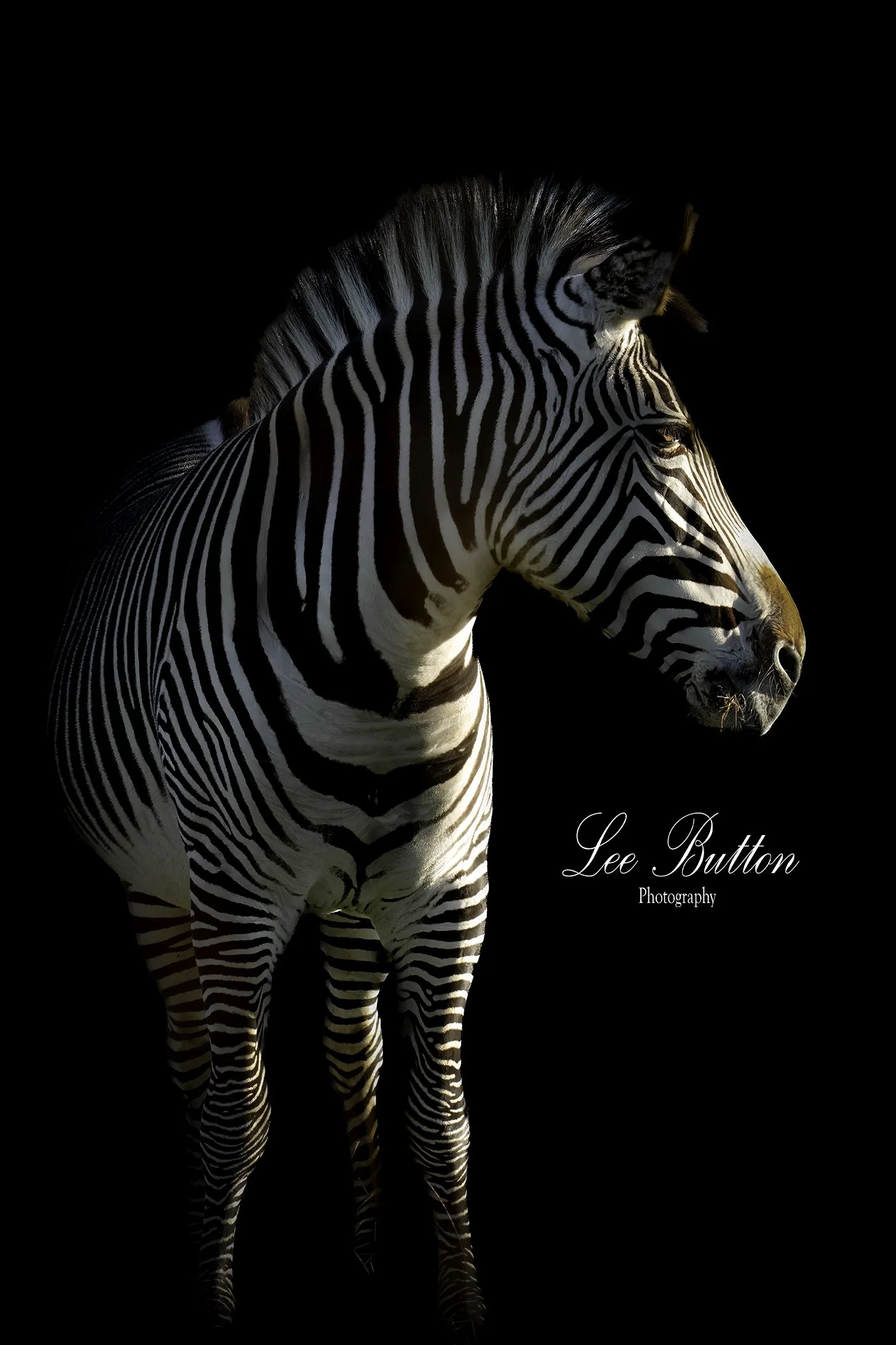 The Solitary Zebra