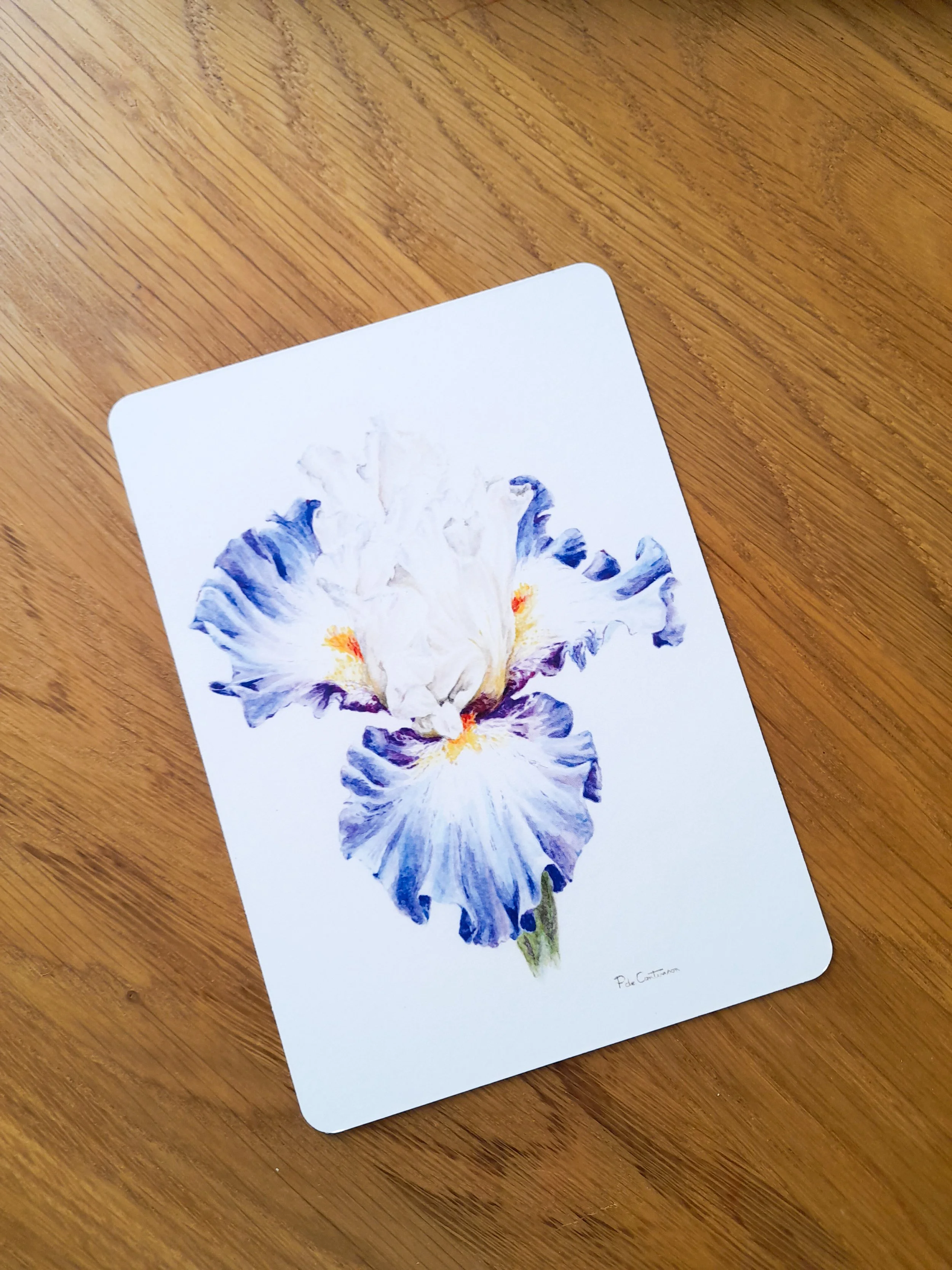 Iris bleu