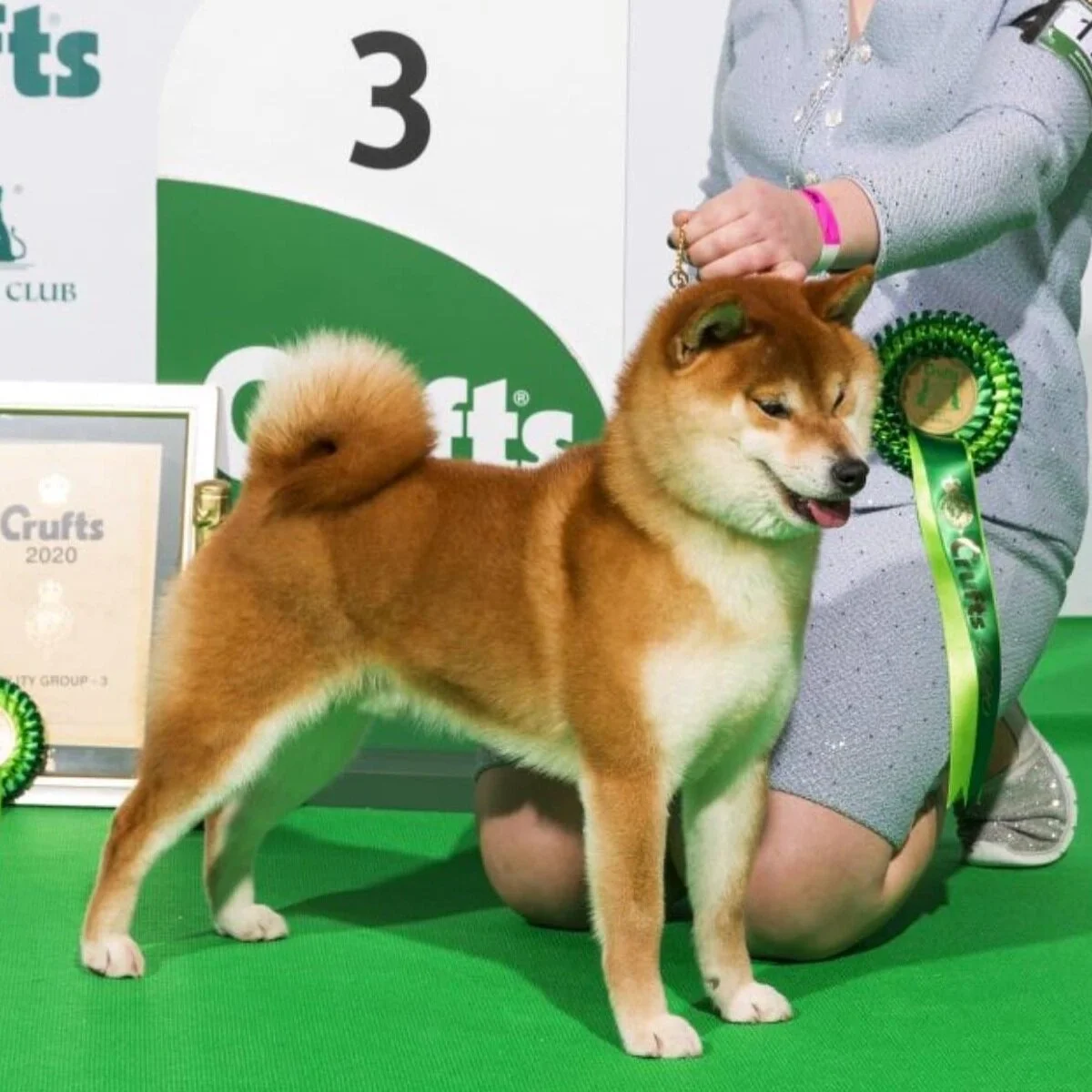 Fantasa Team Vormund Vormund Shiba Inu Shiba Inu Crufts 2025