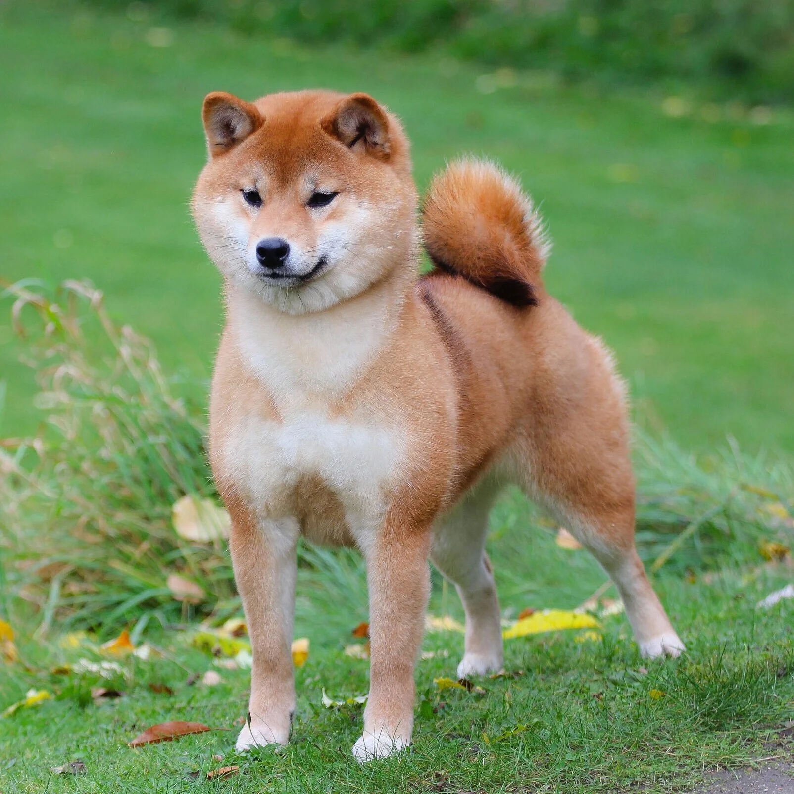 vormund shiba inu